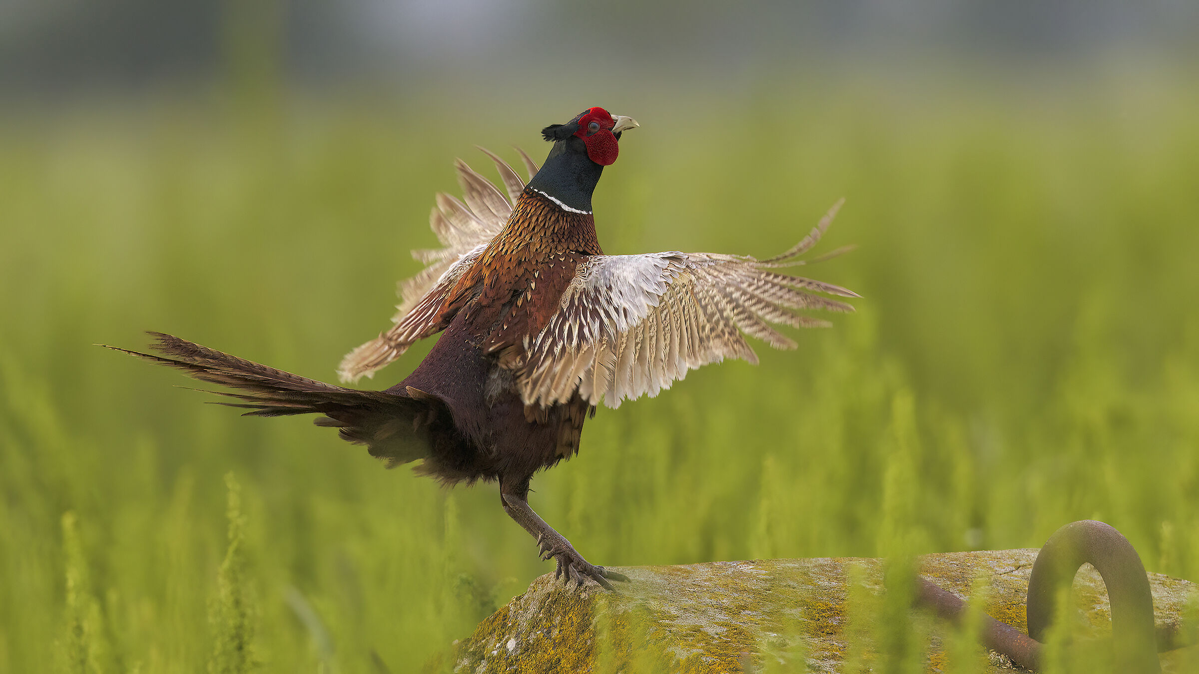 Pheasant