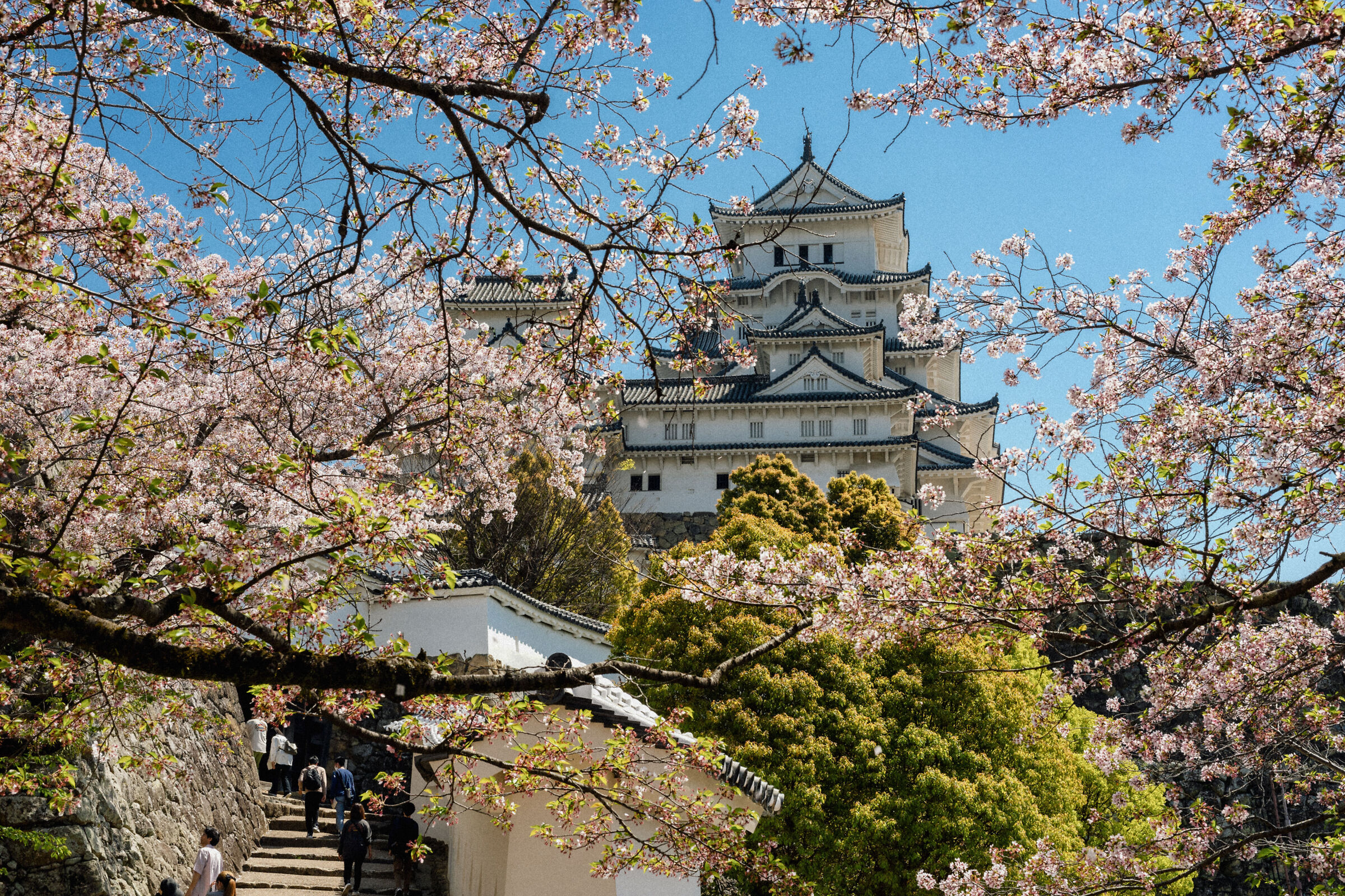 Il castello di Himeji tra i ciliegi in fiore
