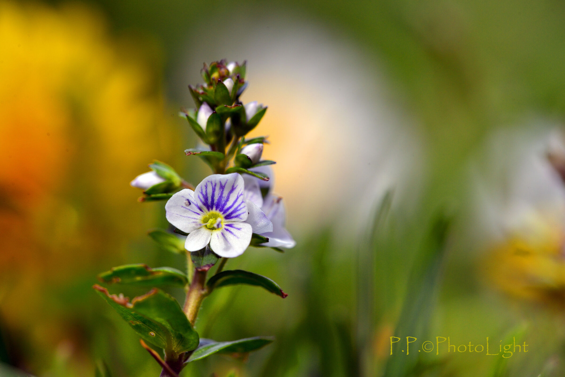 On the edge of the grass