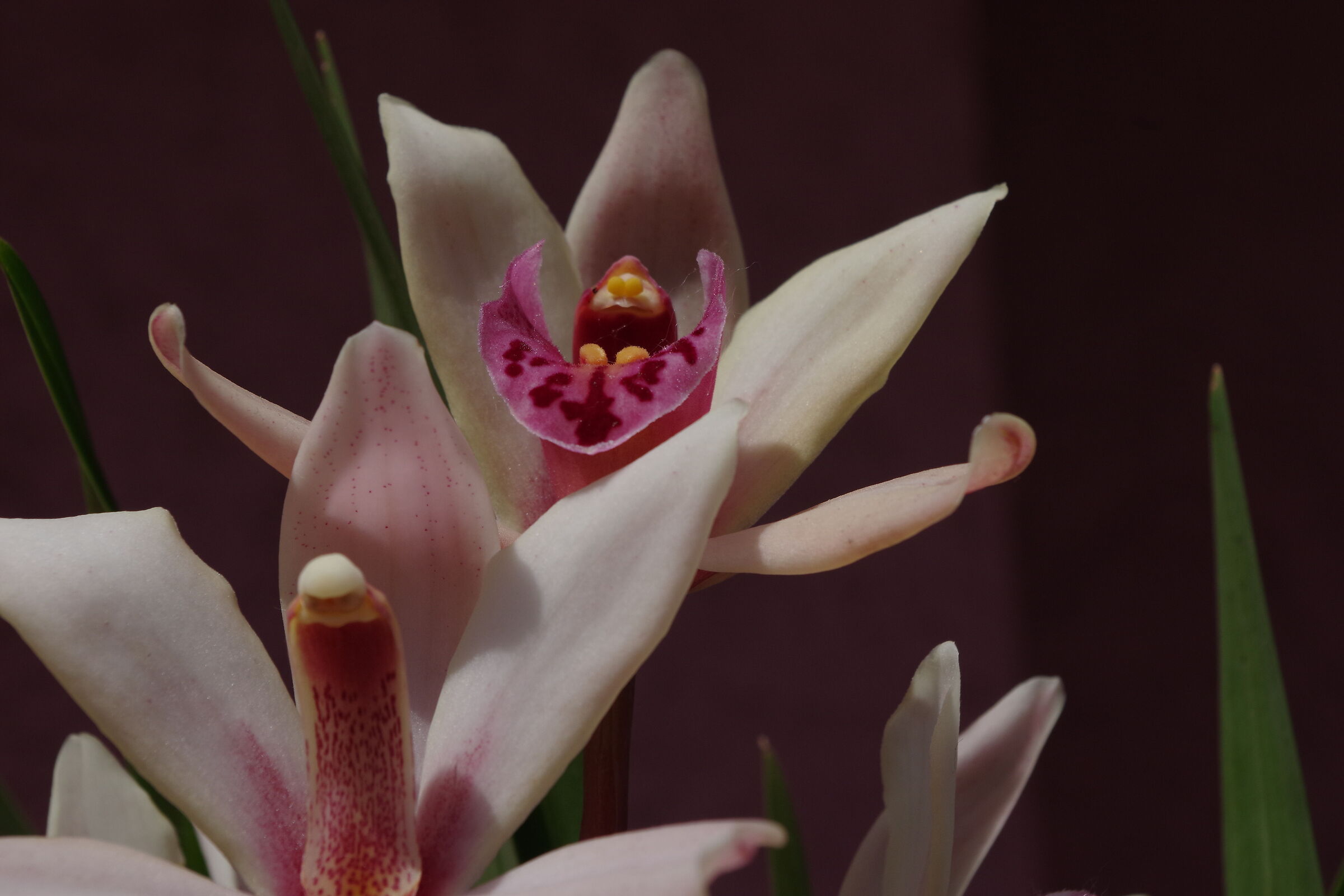 22aprile2024 Anche le orchidee esultano!