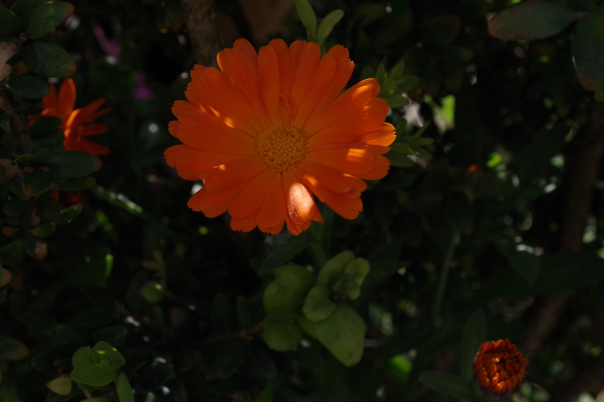 Calendula in ombra