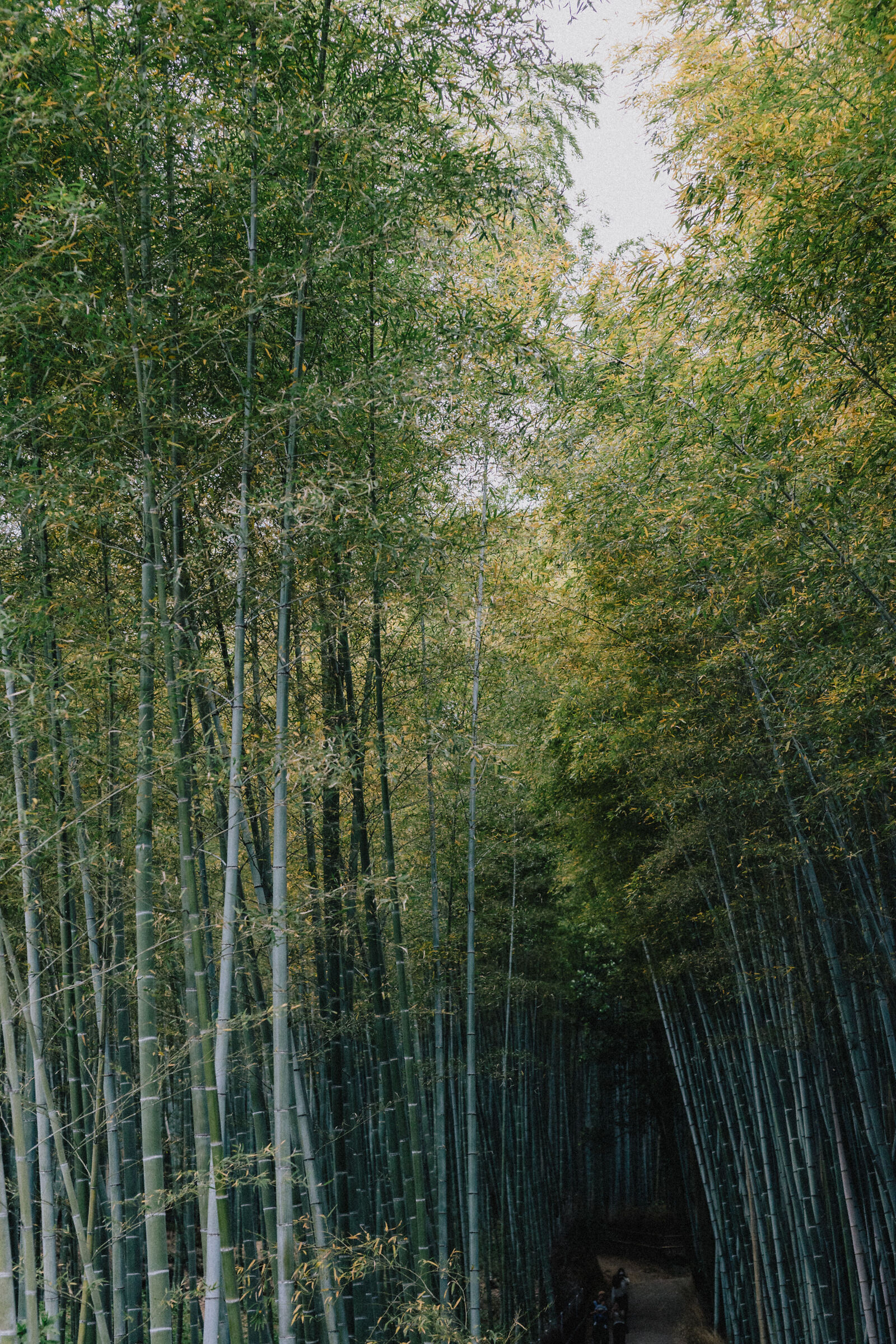 Kyoto: foresta di bambù
