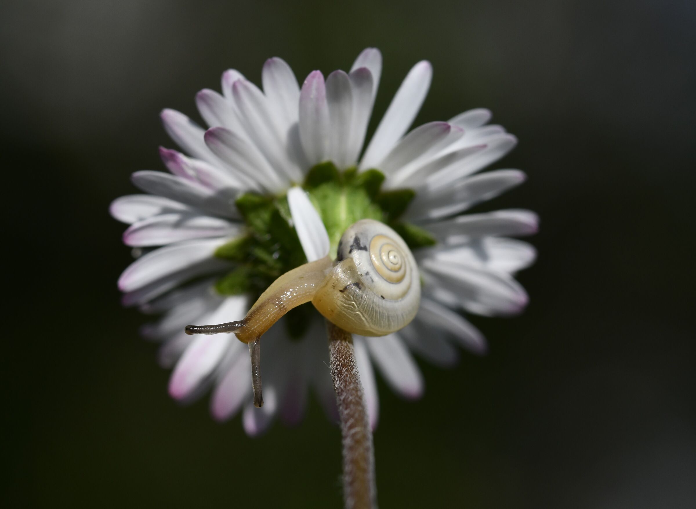 La chiocciola e Margherita