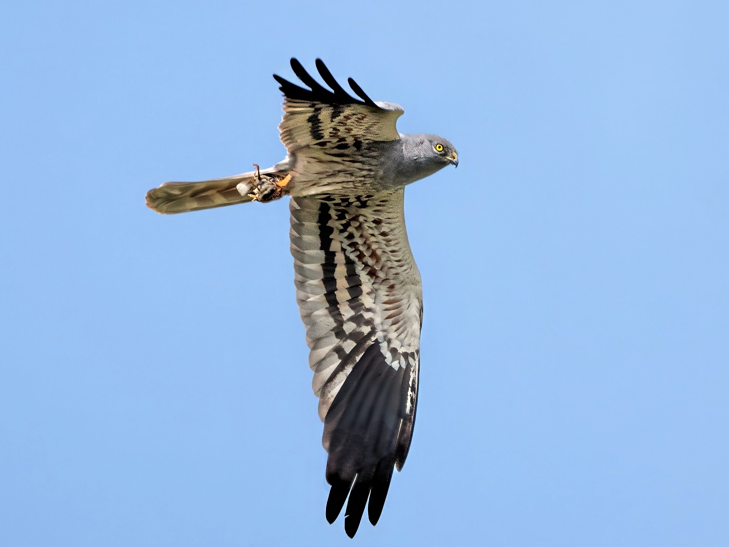 Hen harrier (Circus pygargus) Male with prey