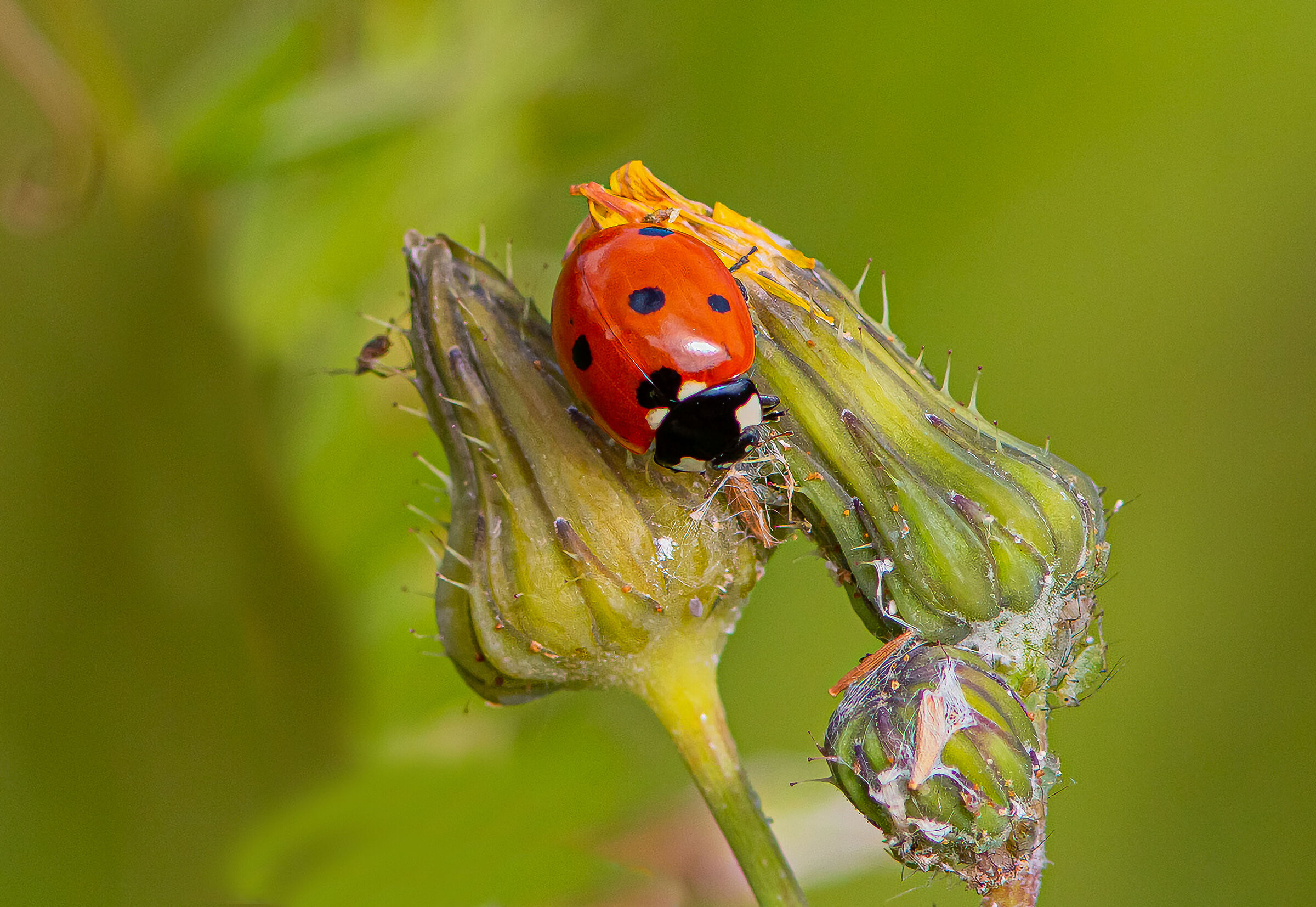 A questo Fiore la di Fortuna, Serve ! ed eccomi qui !!!