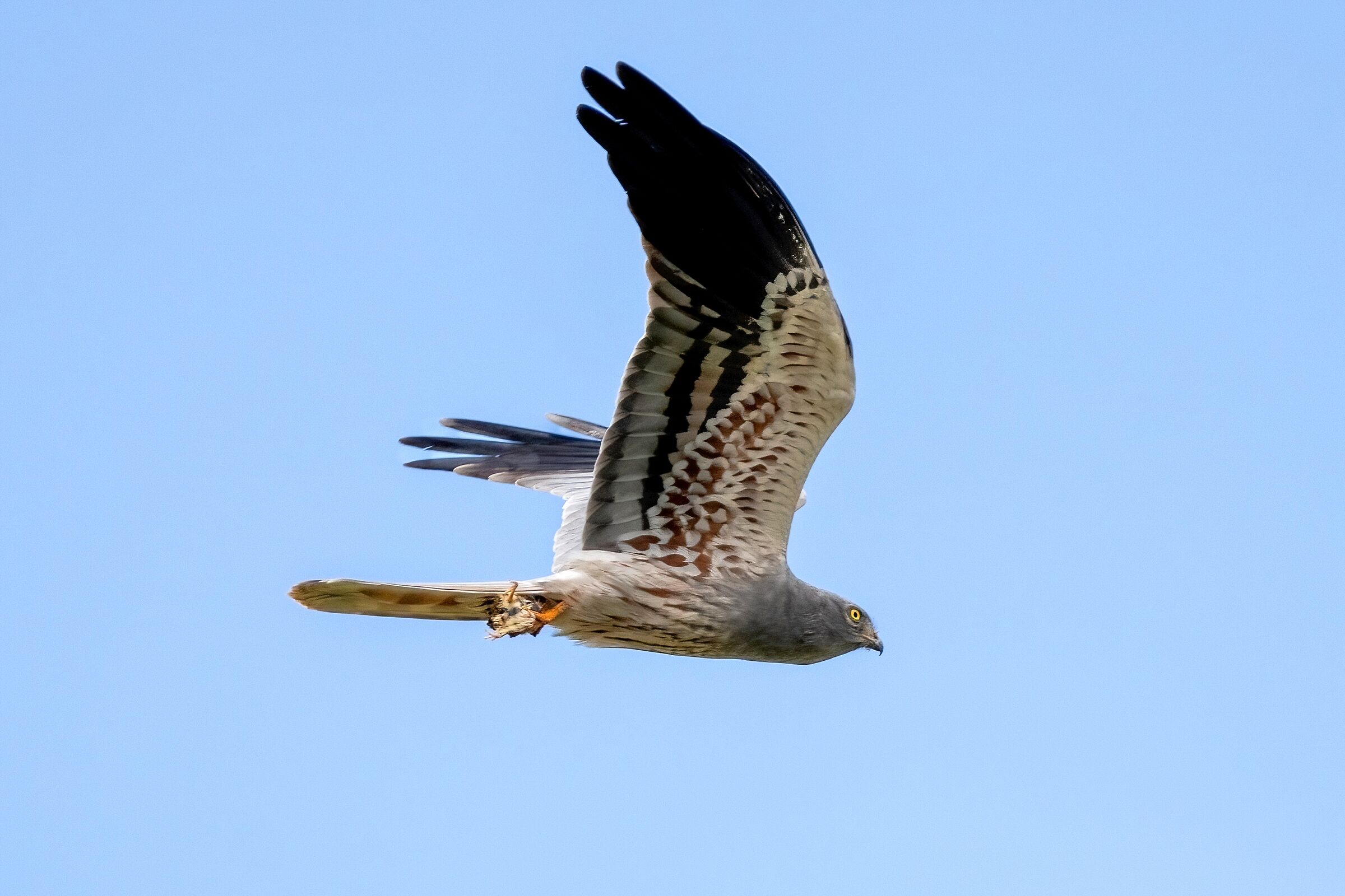 Hen harrier (Circus pygargus) Male with prey