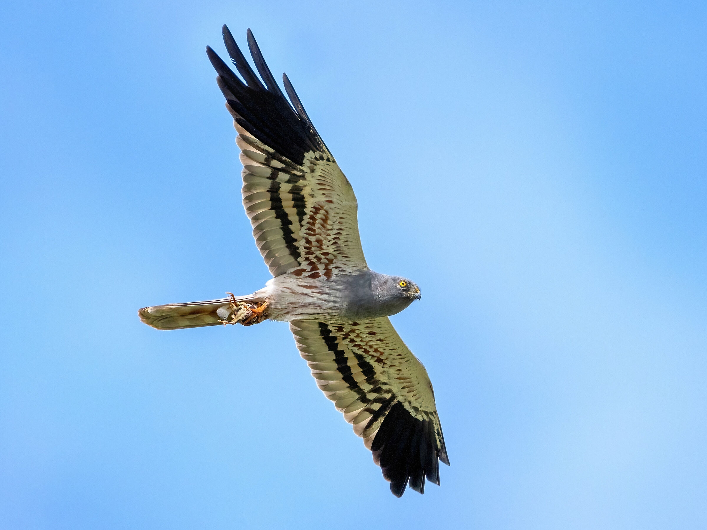 Hen harrier (Circus pygargus) Male with prey