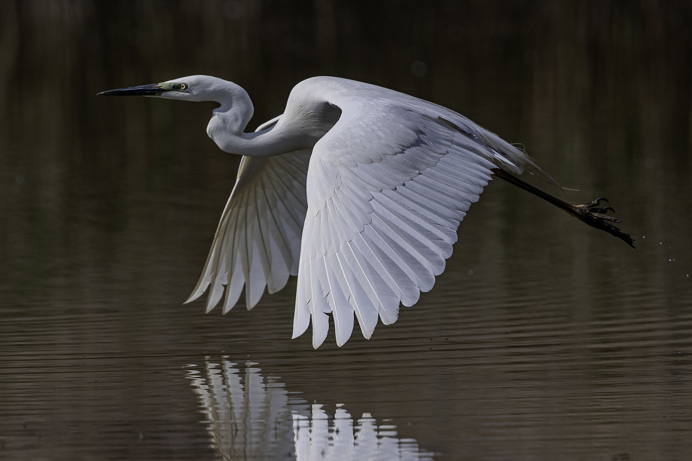 Great White Heron