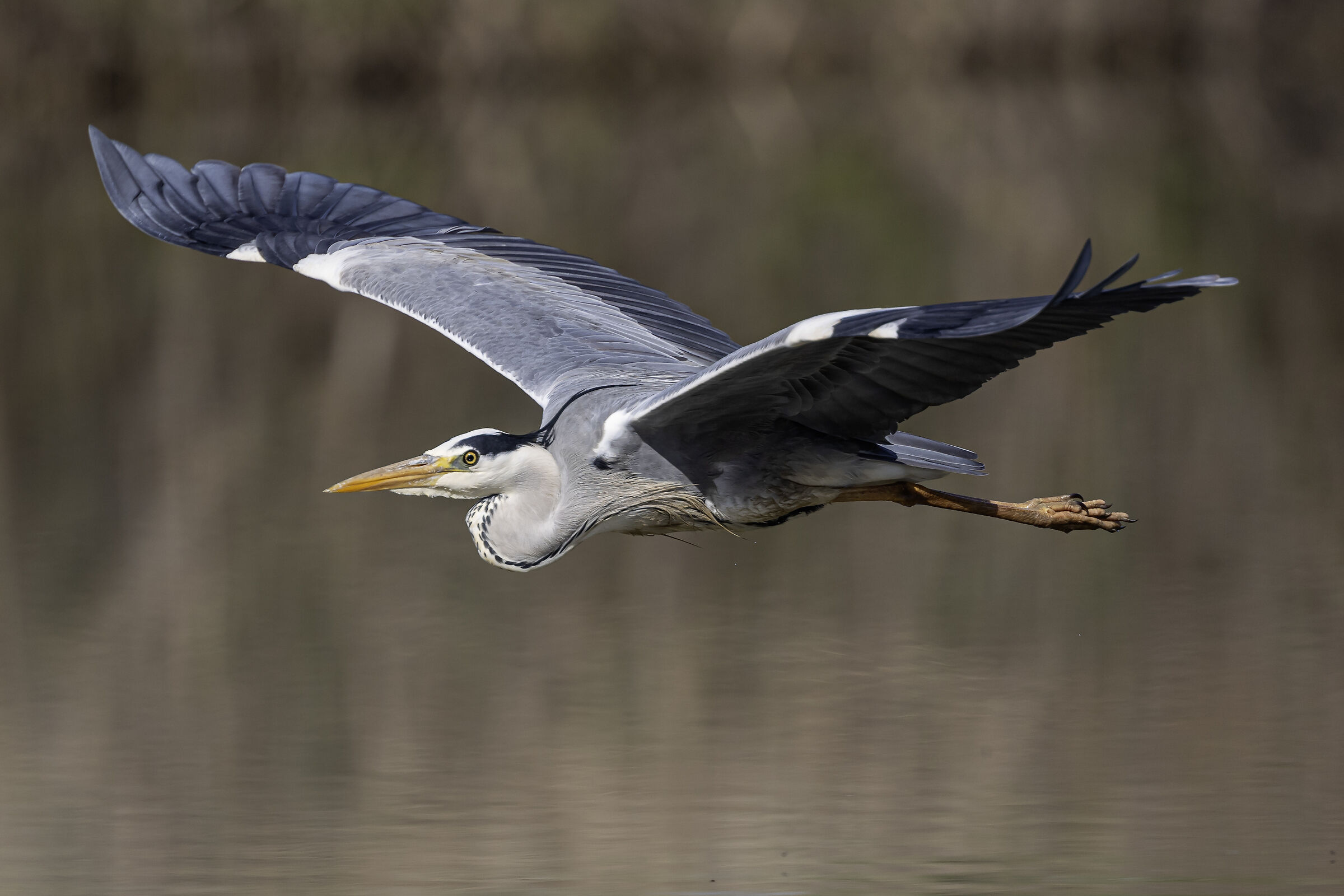 Grey heron in flight