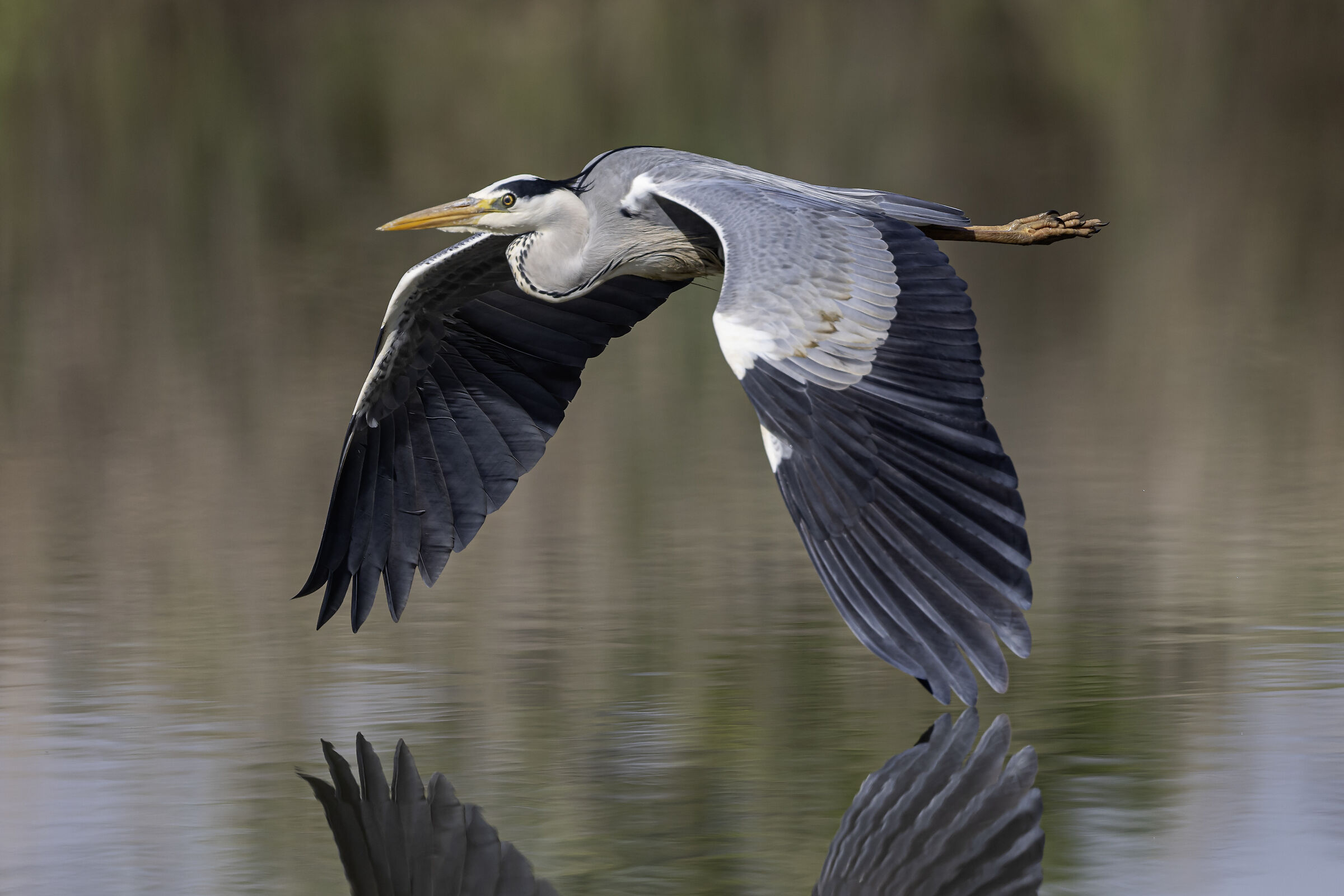 Grey heron in flight