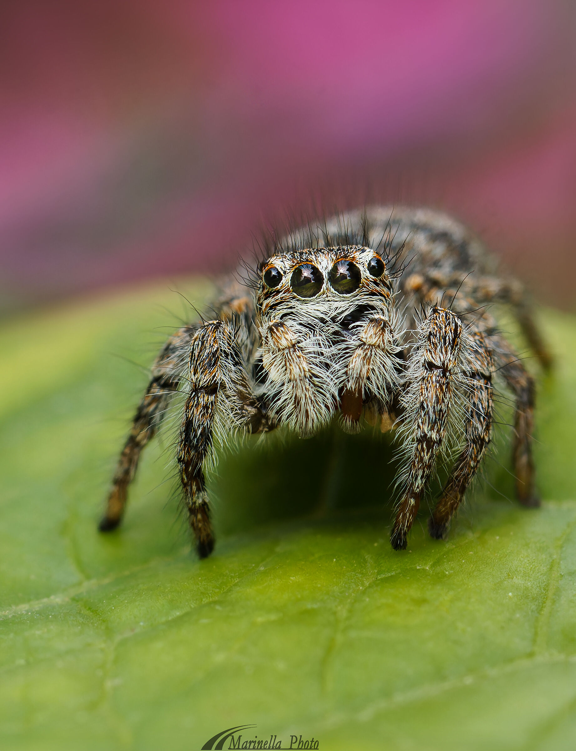 Jumping Spider