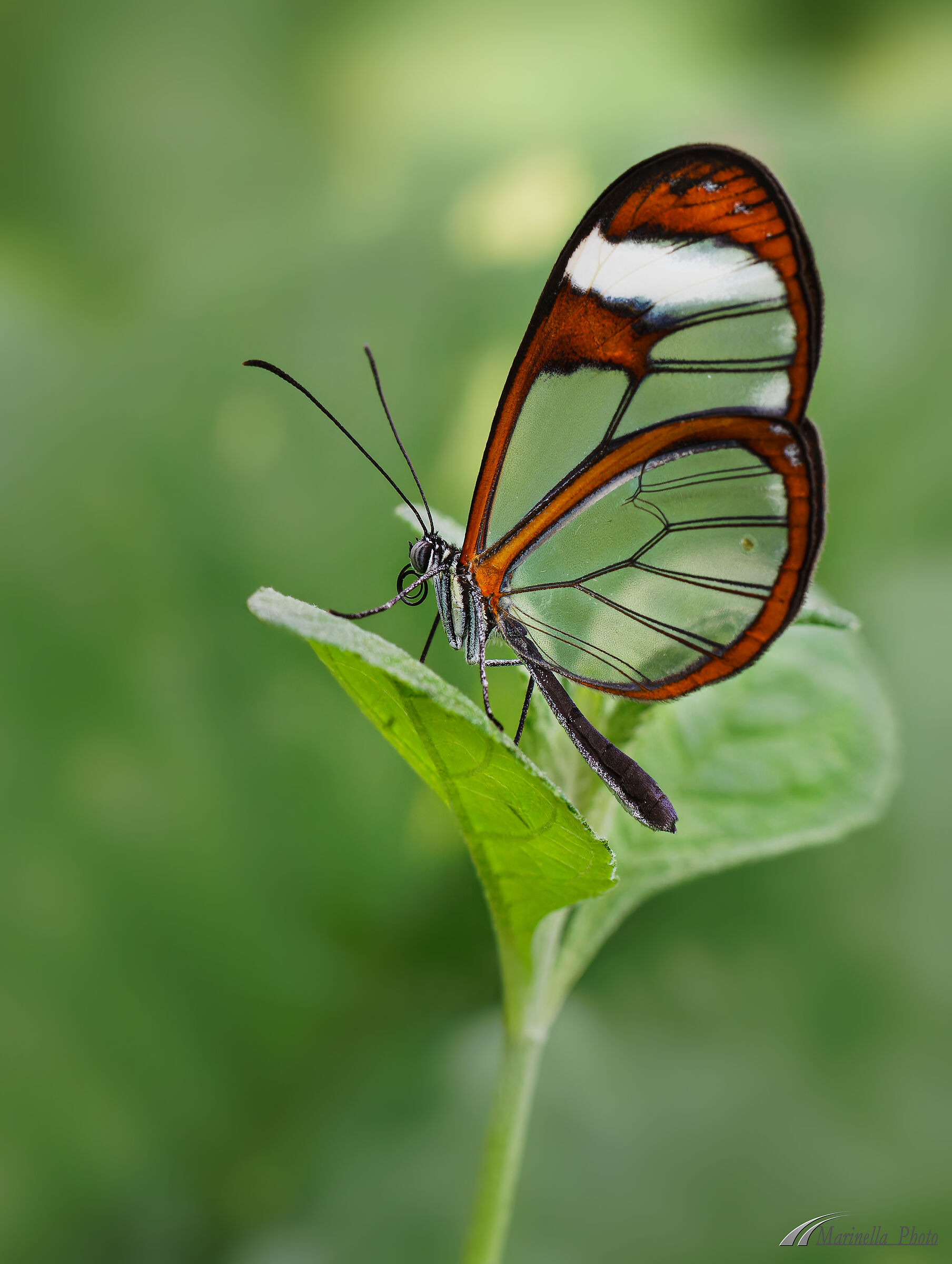 Butterfly Glass Wings