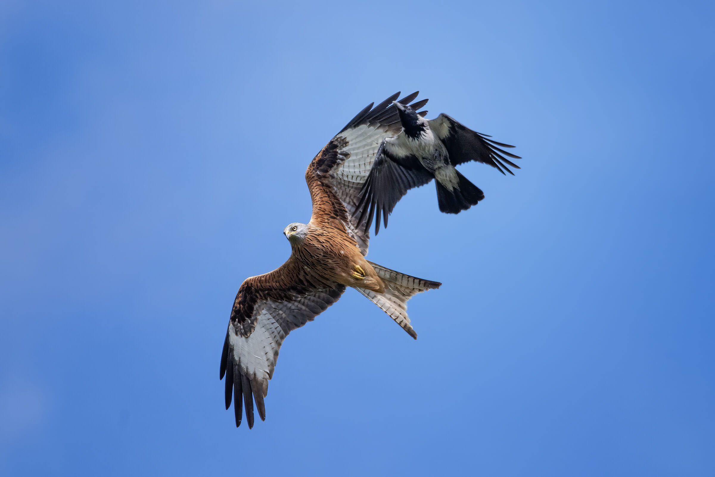 Cornacchia Grigia Vs Nibbio Reale