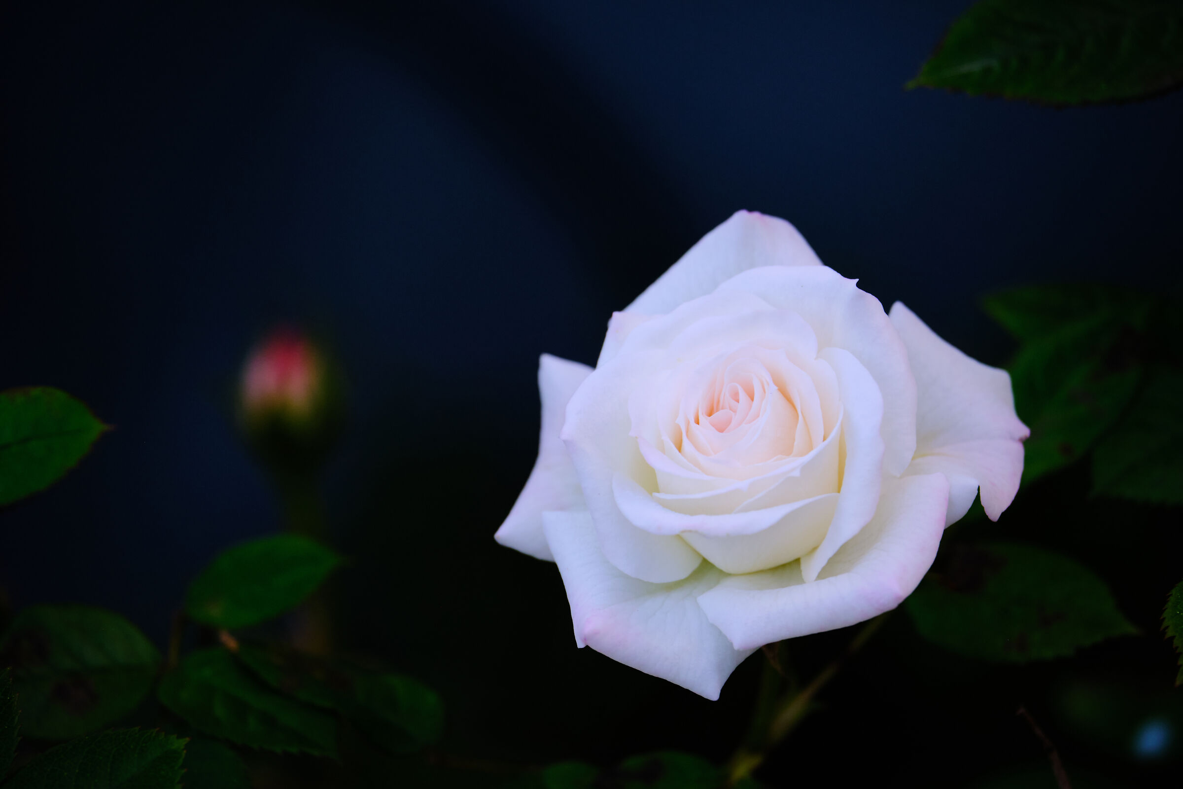 bianco nell'ora blu1