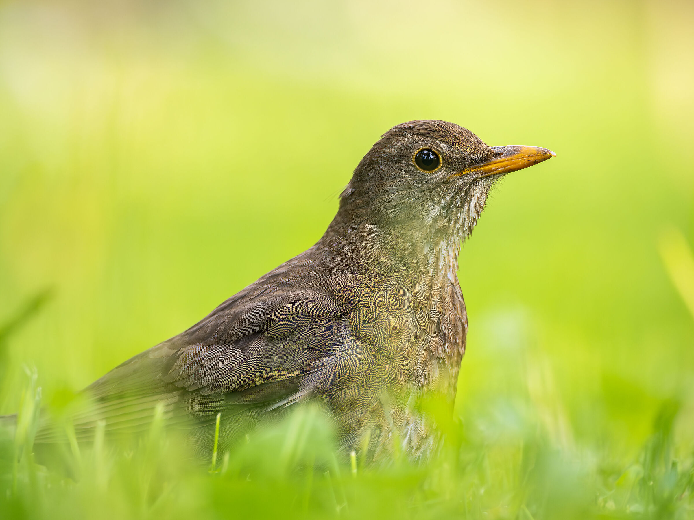 Turdus merula