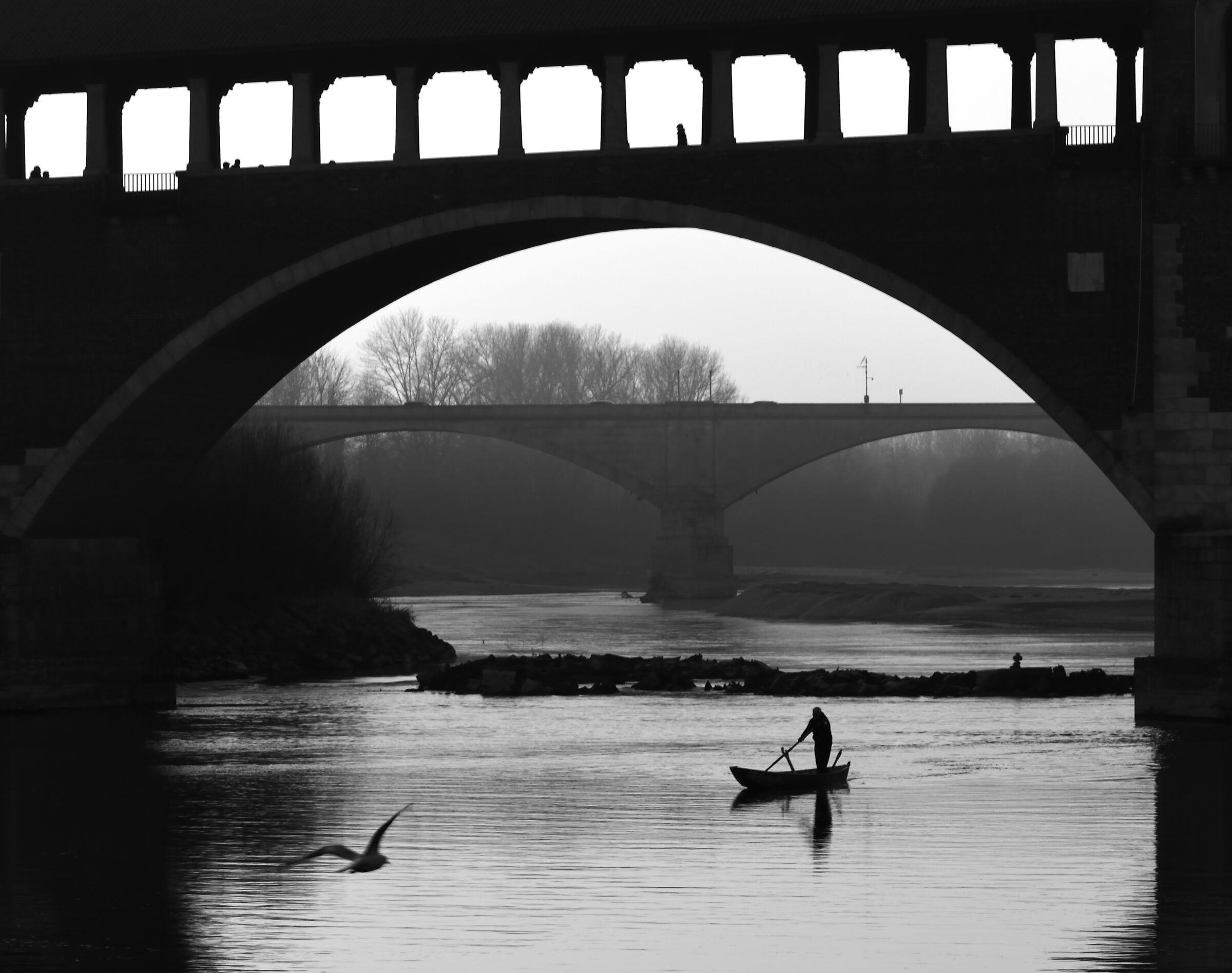 Pavia - the fisherman and the seagull.