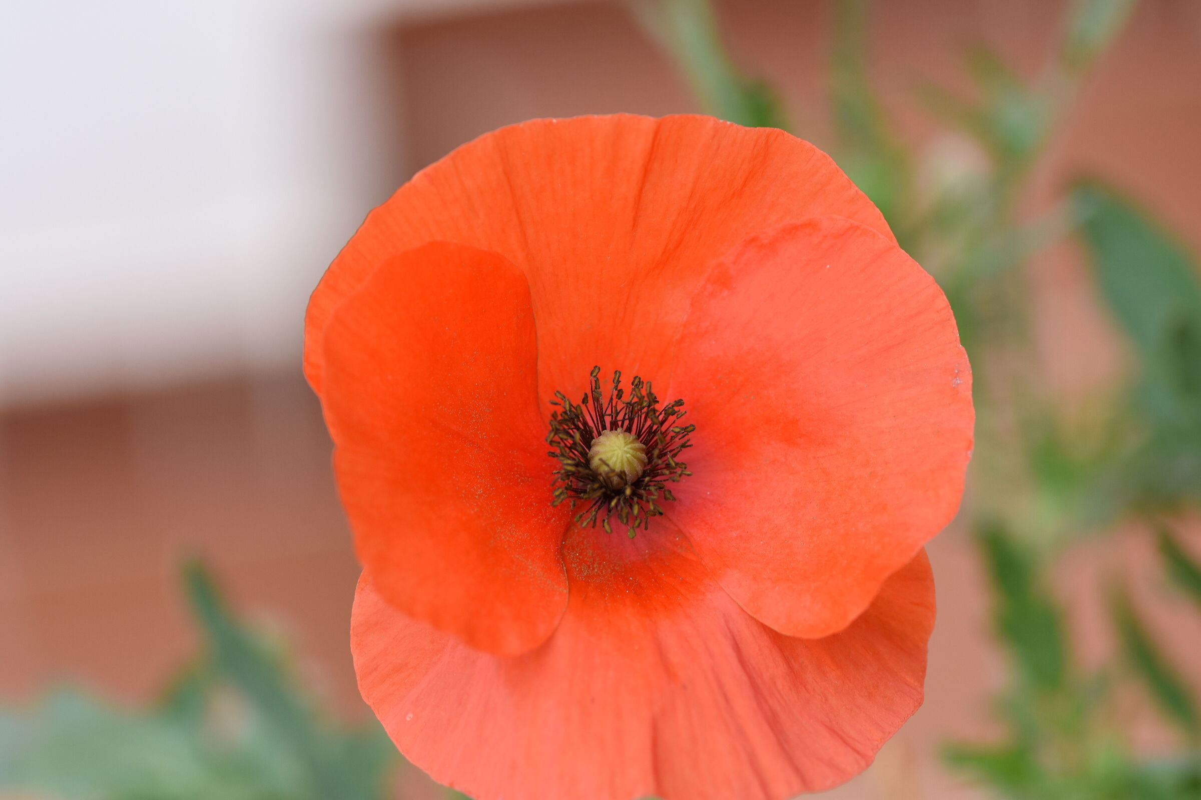 " Crop 150 " Tokina 100 F.2.8 Atx-i - Nikon D 7200