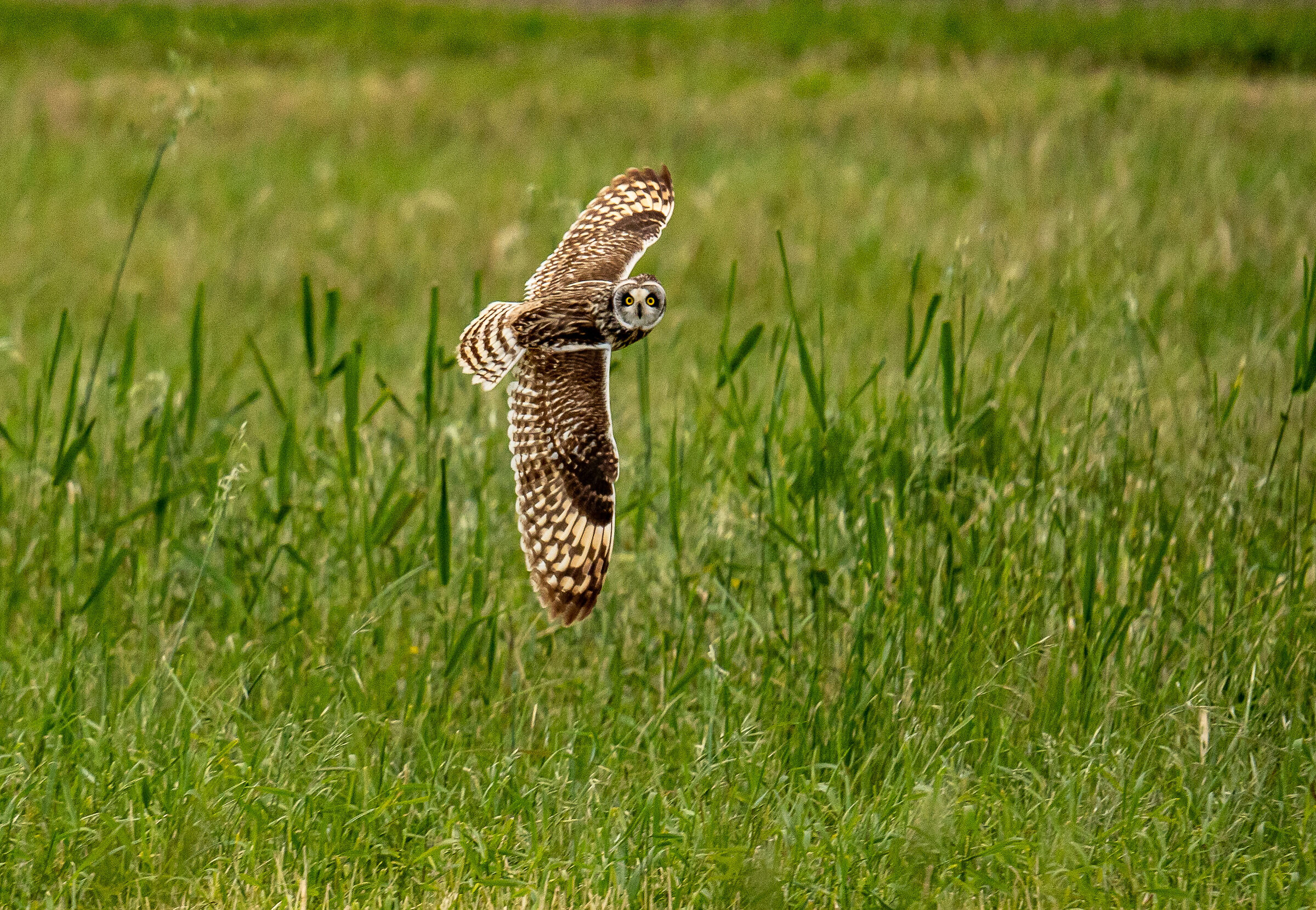 Short-eared Owl
