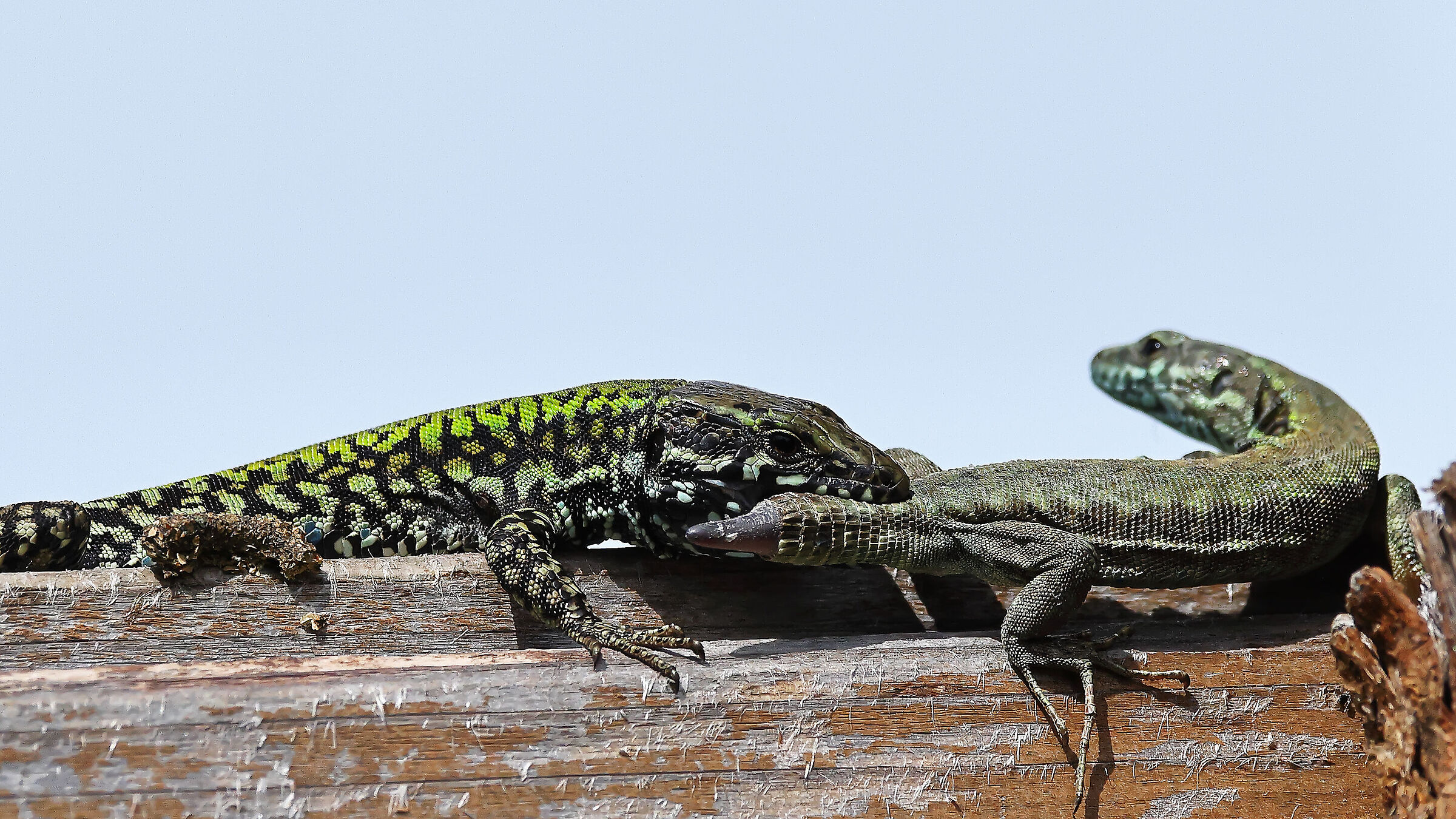 lizards in the process of mating.