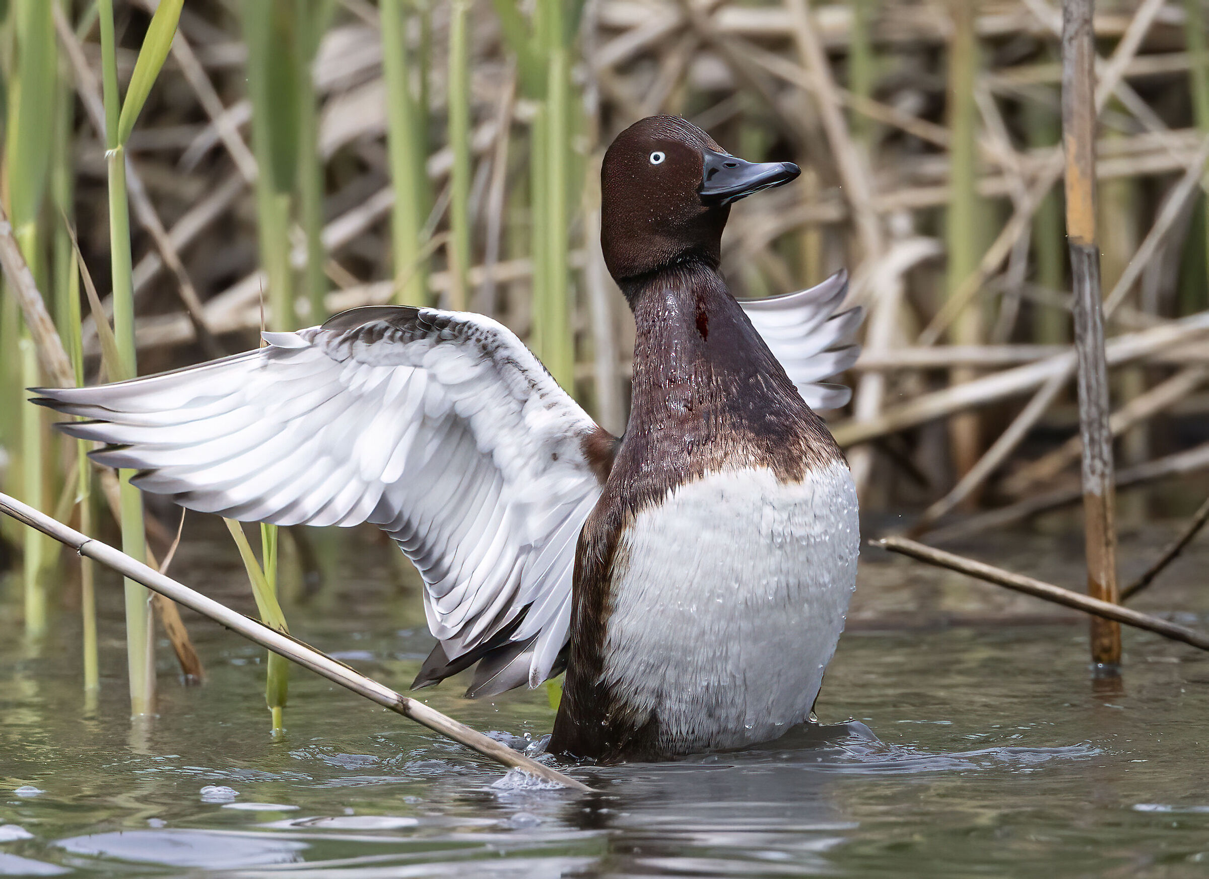 alzarsi dall'acqua, moretta tabaccata
