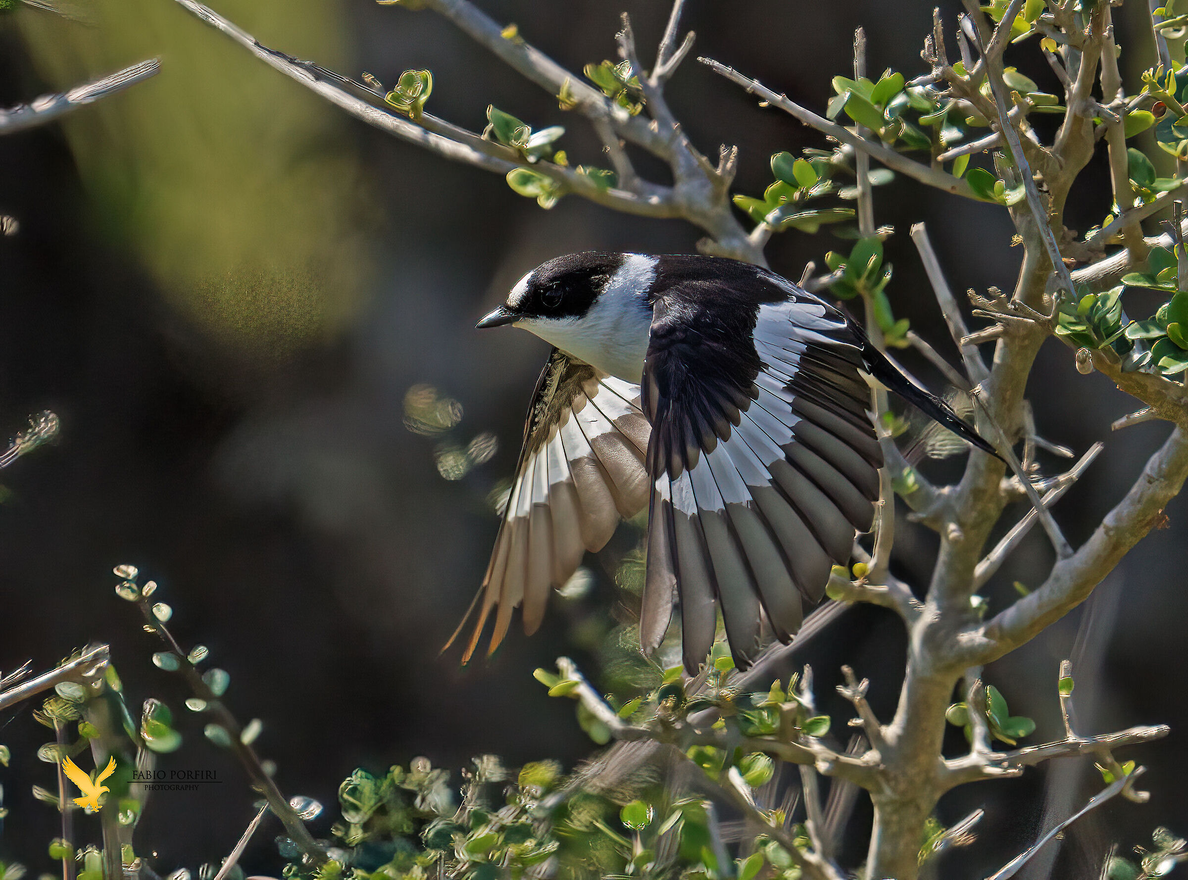 balia dal collare...........