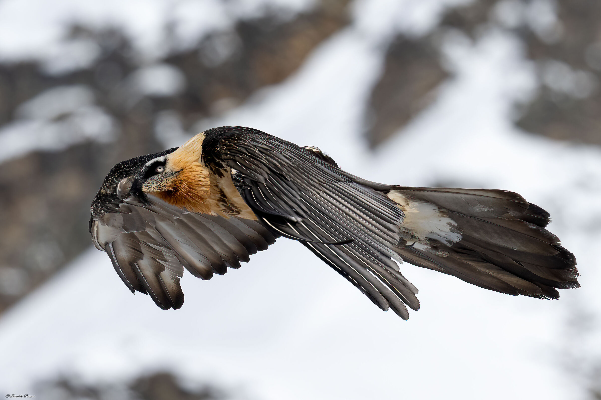 Gypaetus barbatus - Gran Paradiso National Park