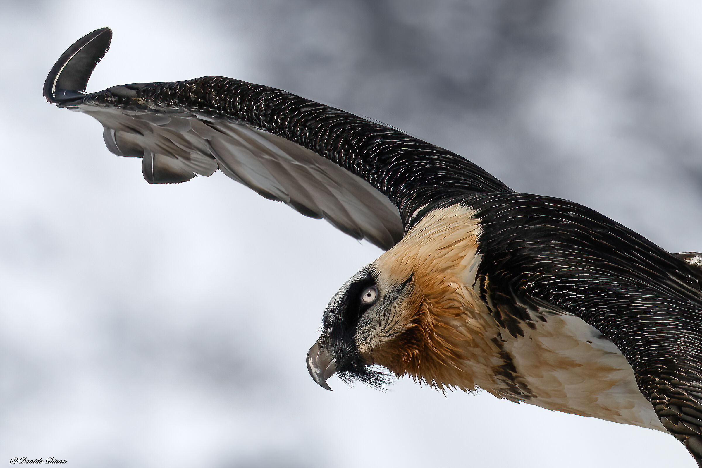 Gypaetus barbatus - Gran Paradiso National Park