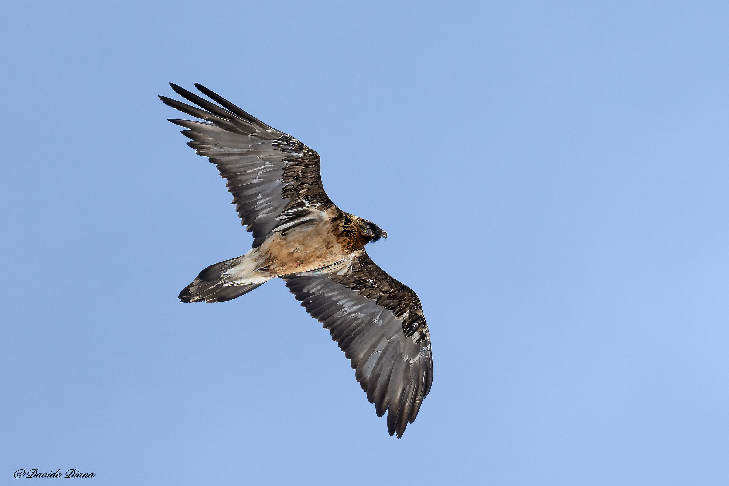 Gypaetus barbatus - Gran Paradiso National Park