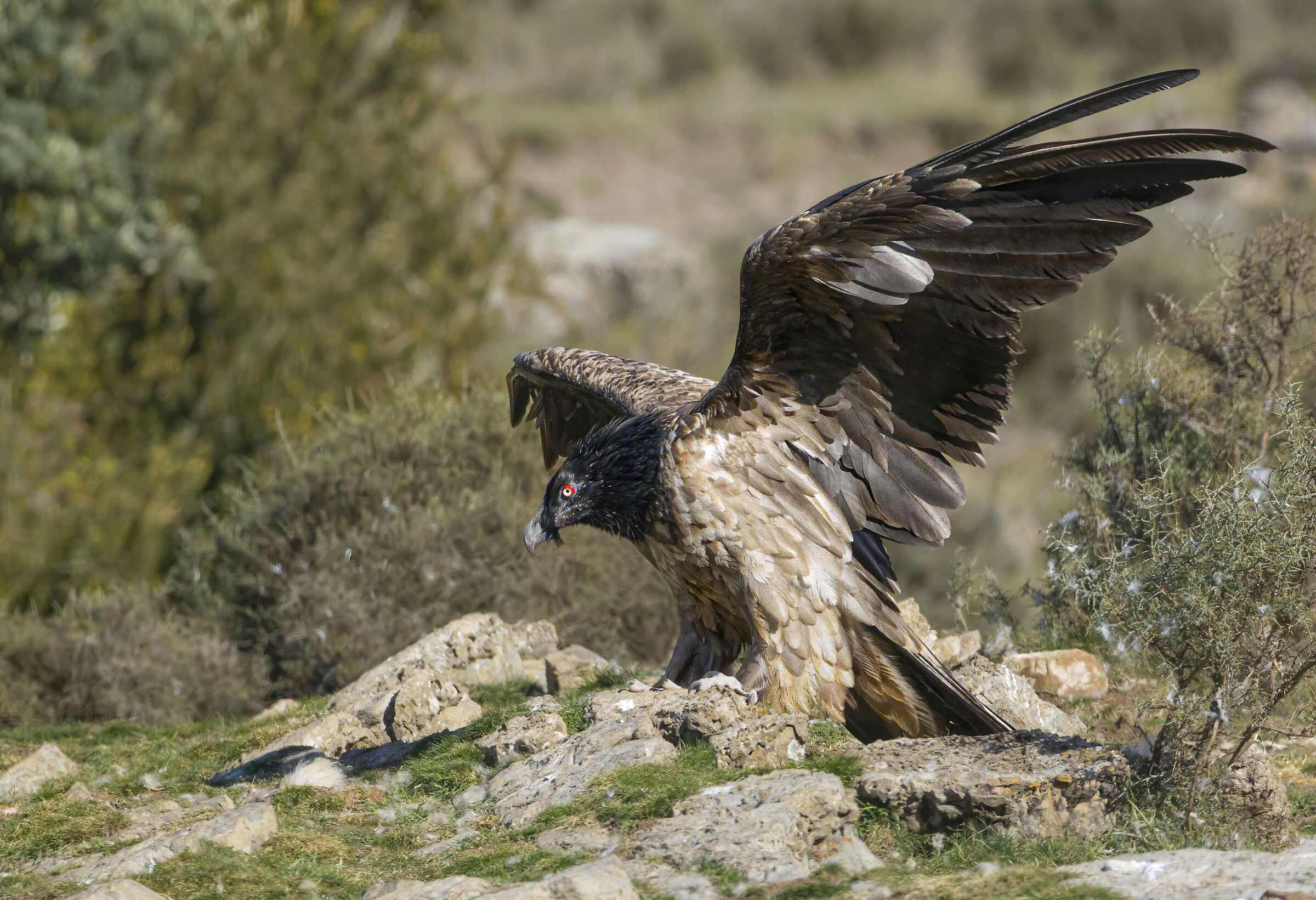 gipeto giovane, un movimento d'ali