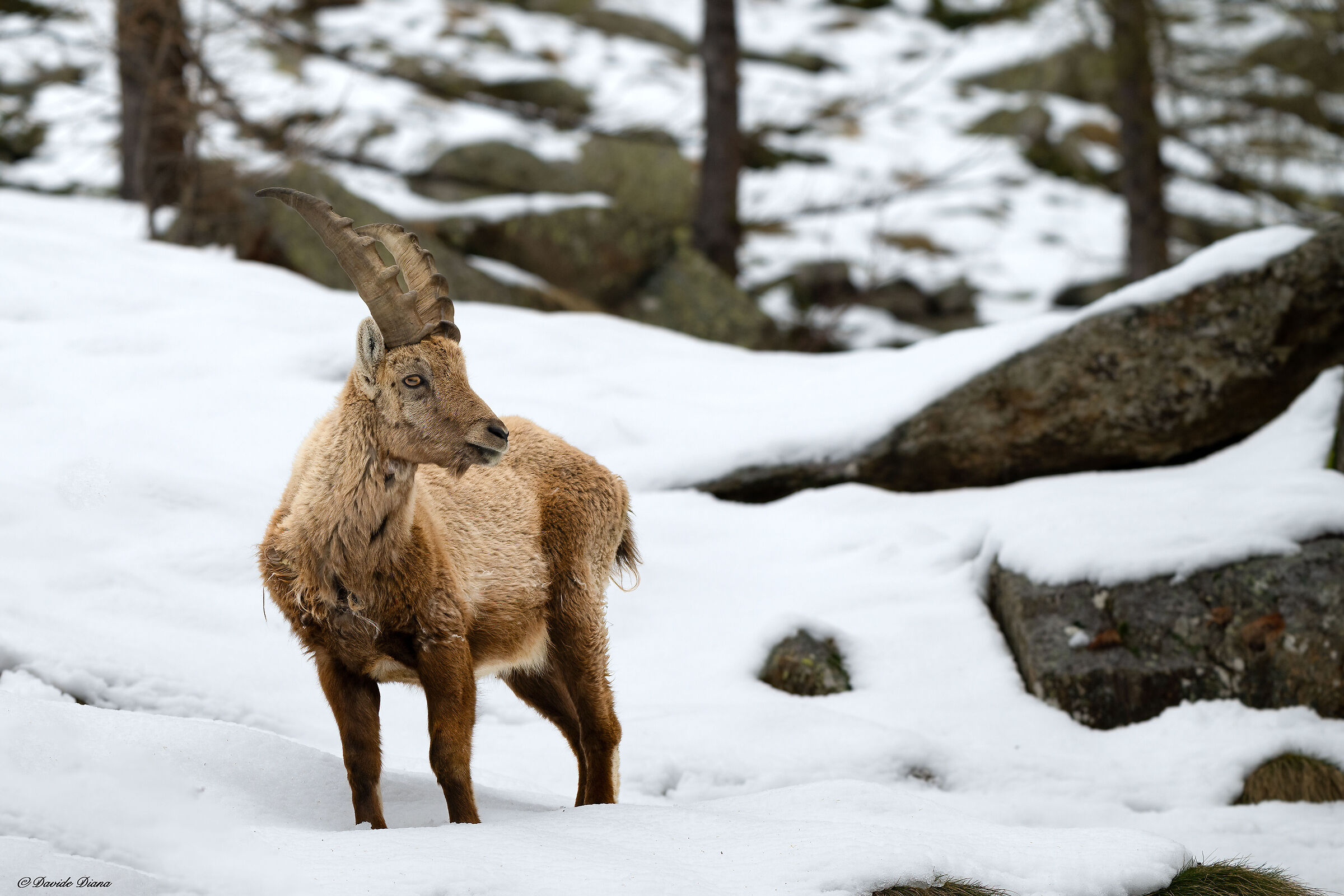 Ibex - Gran Paradiso National Park