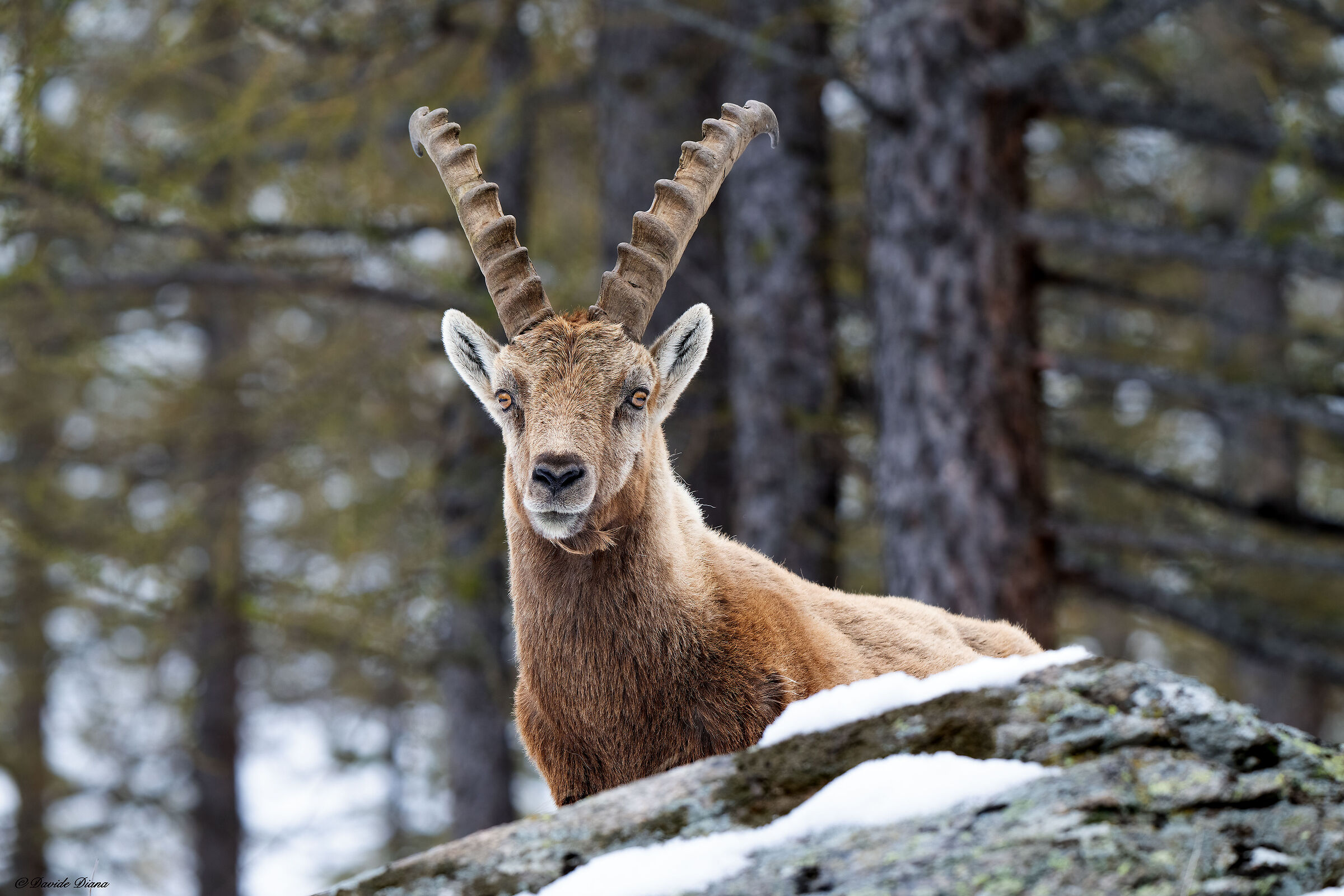 Ibex - Gran Paradiso National Park