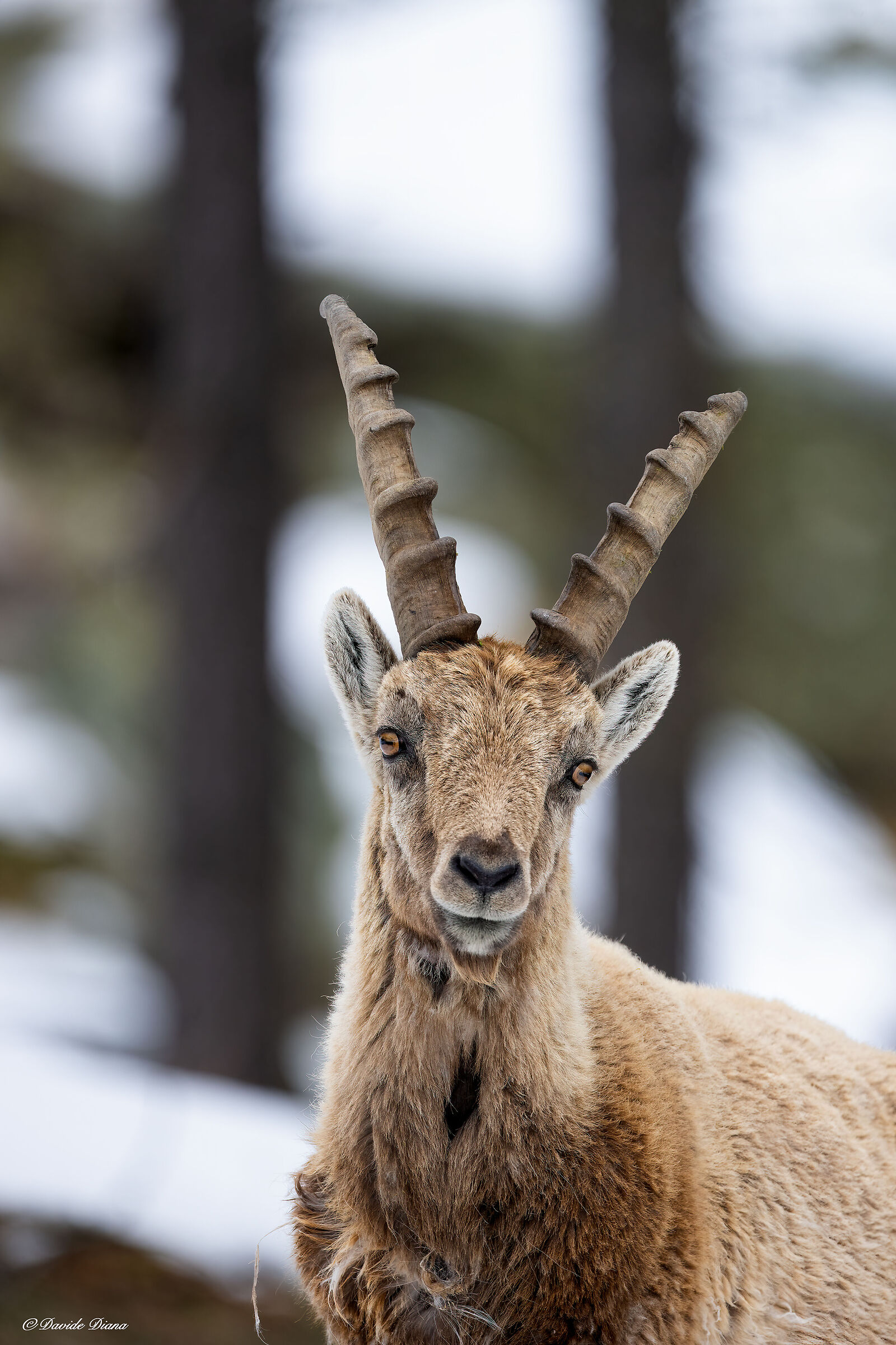 Ibex - Gran Paradiso National Park