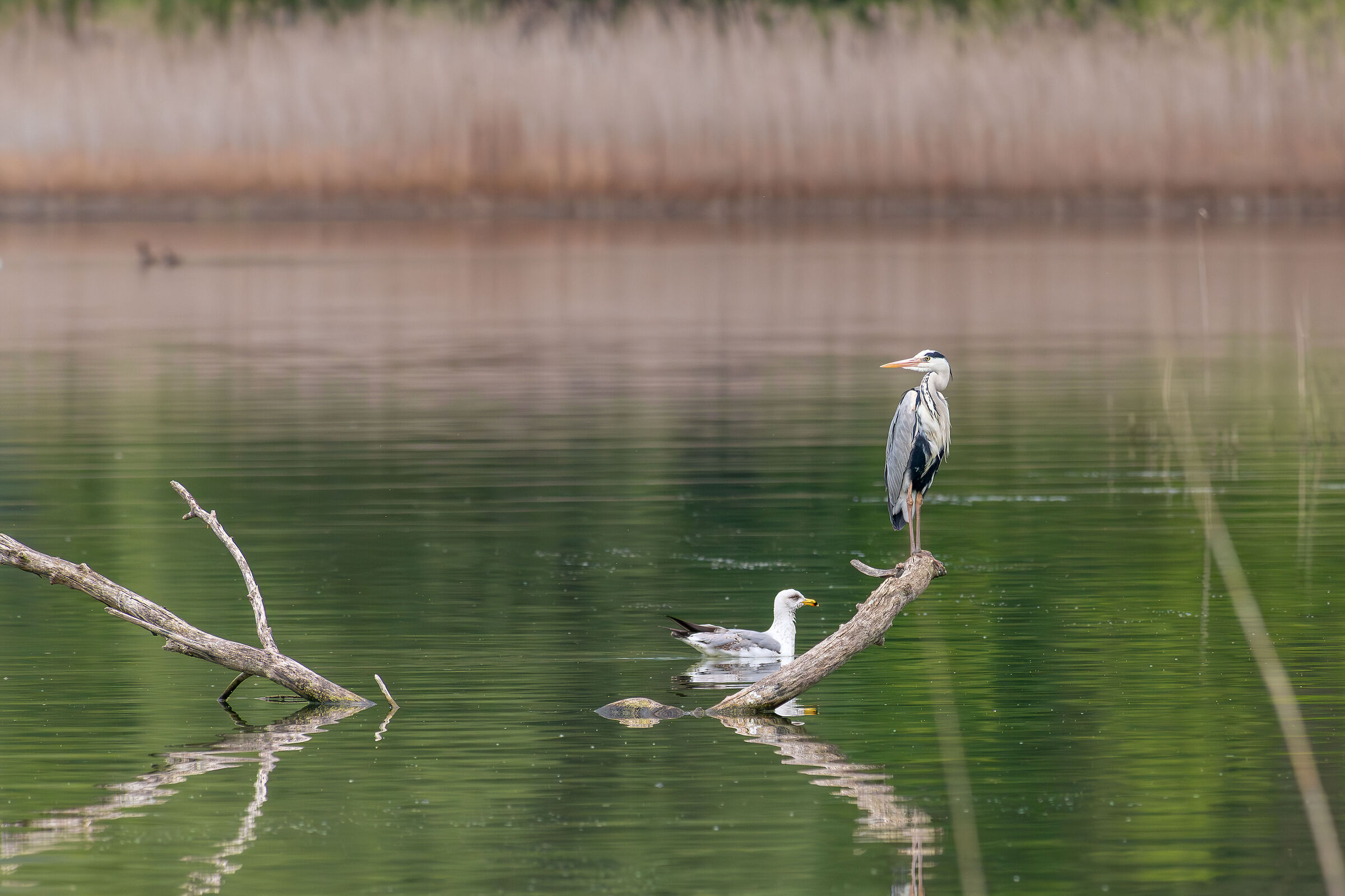 Arone_3 I'm keeping an eye on you...