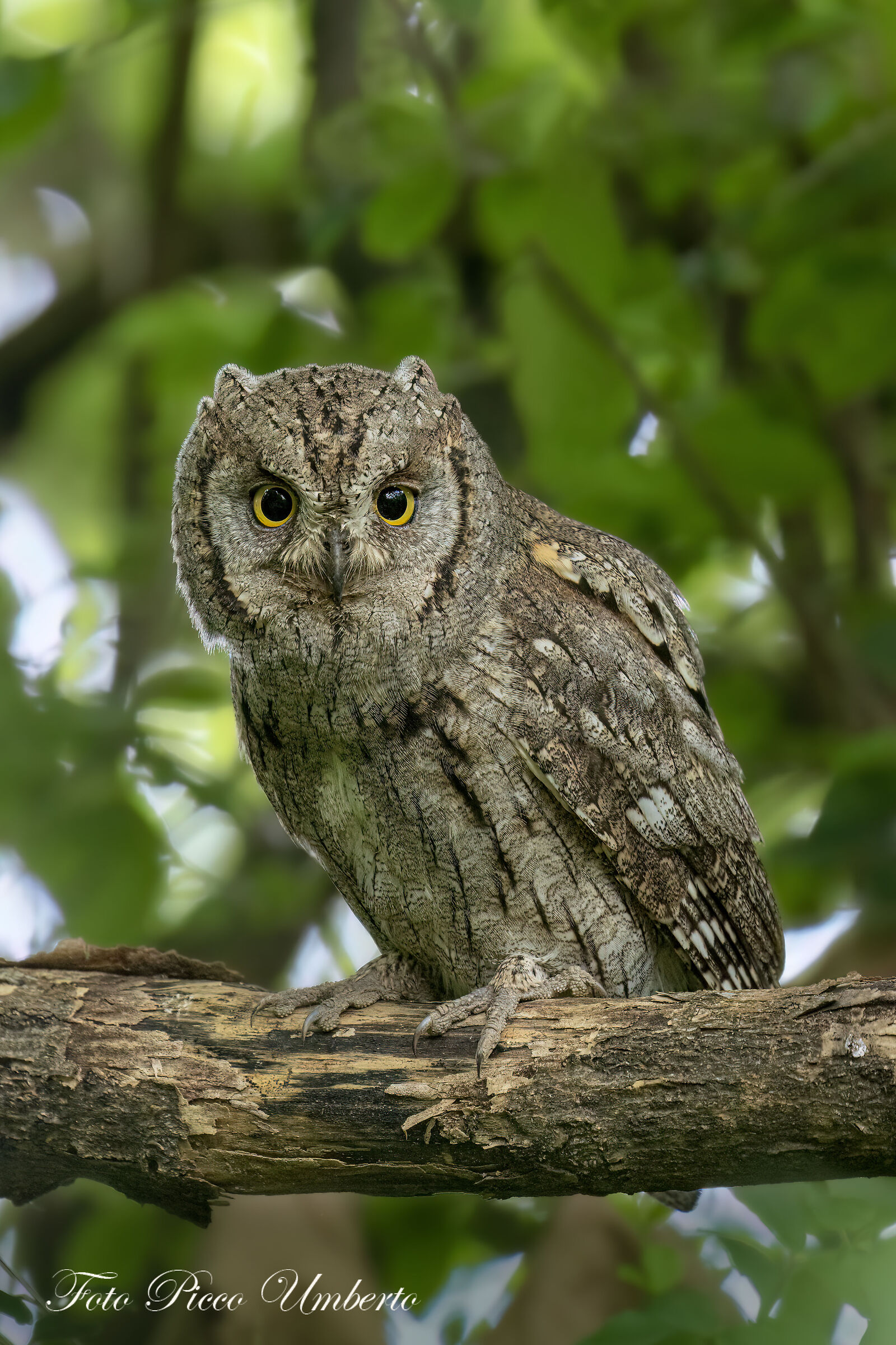 SCOPS OWL