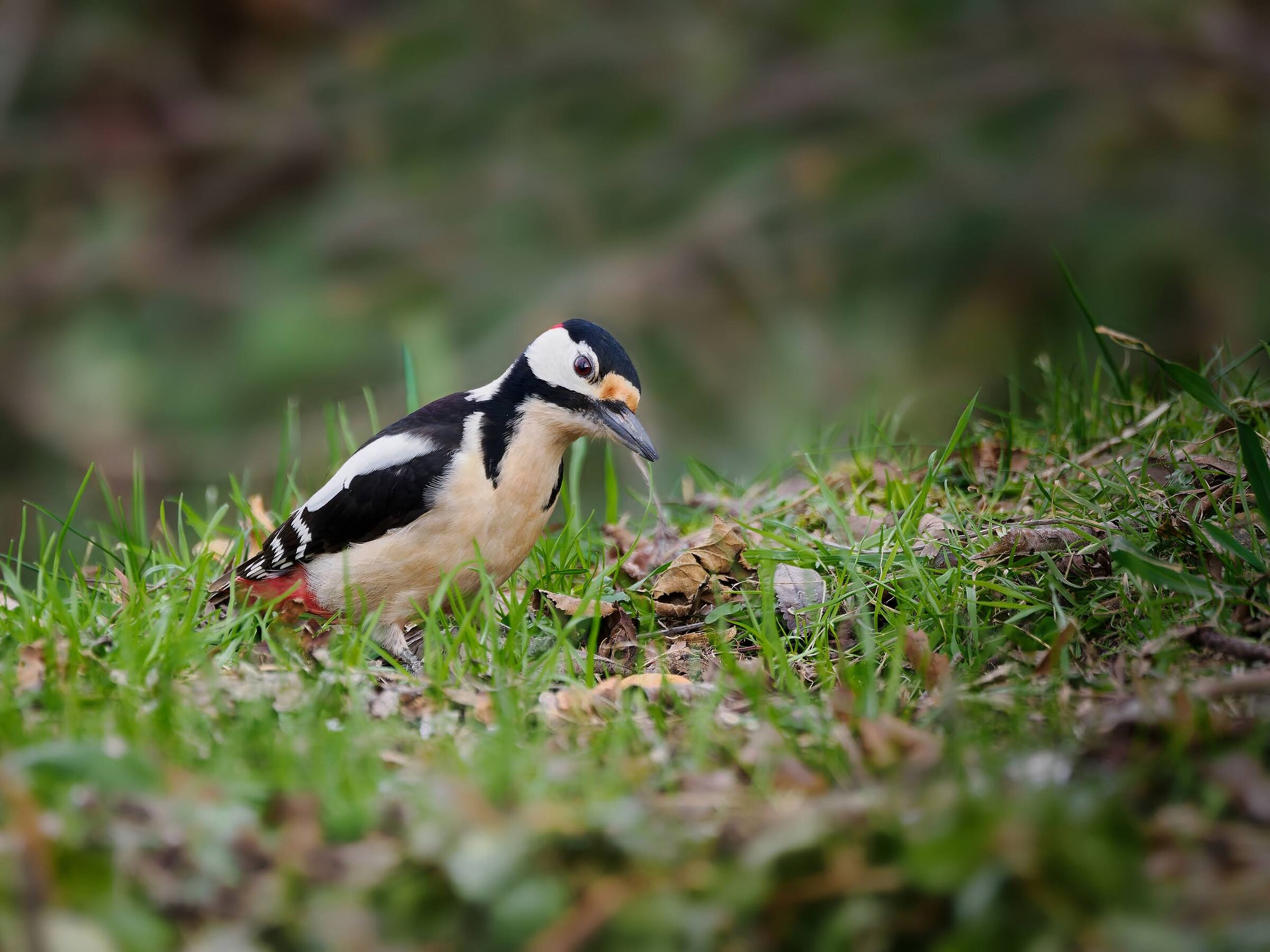 Picchio rosso maggiore (m)
