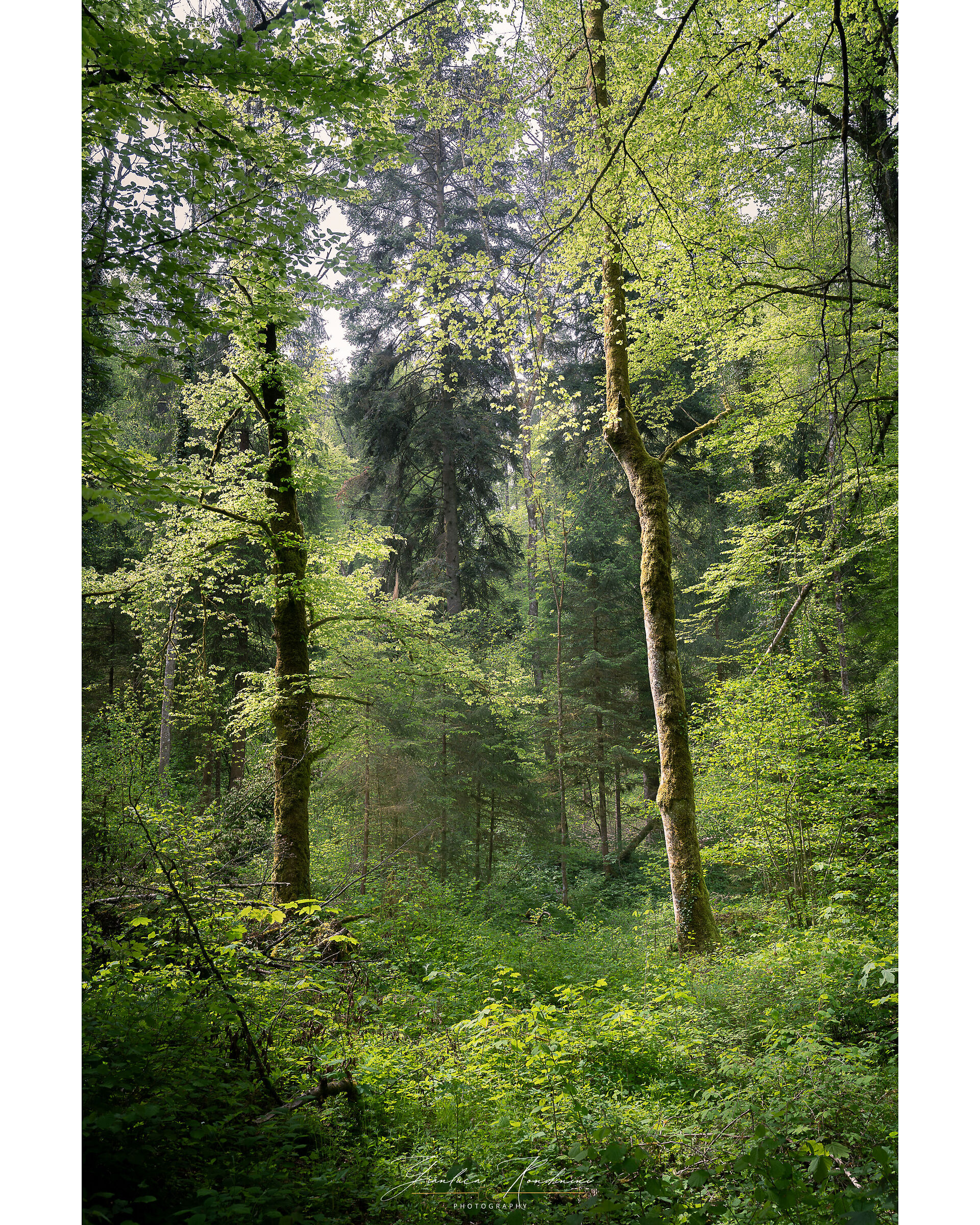 Jonental, una bella valle nella Svizzera centrale