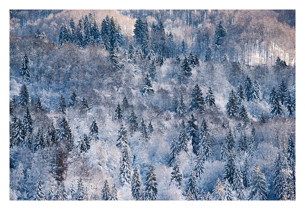 Foresta del Cansiglio