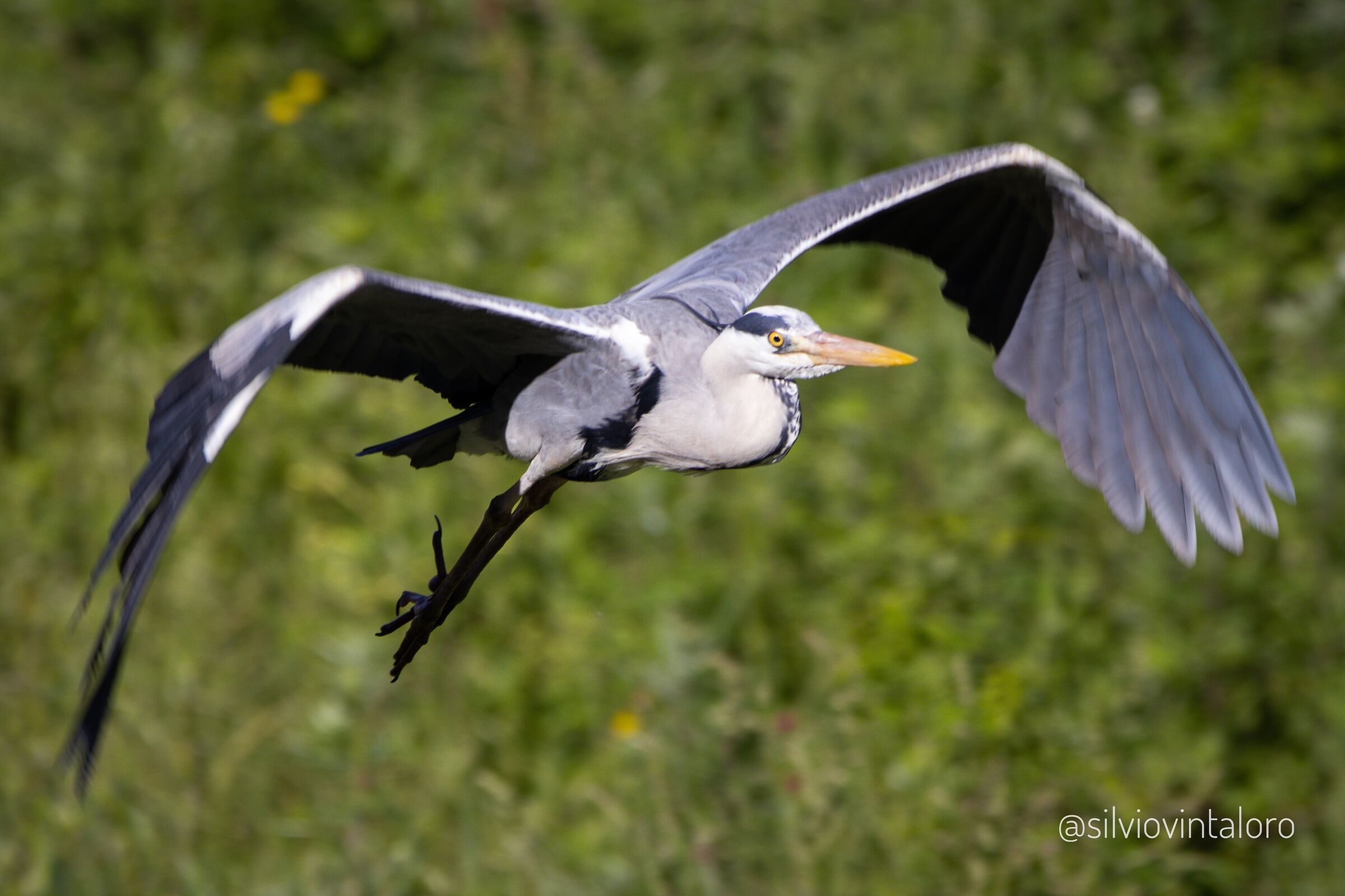 Heron in flight