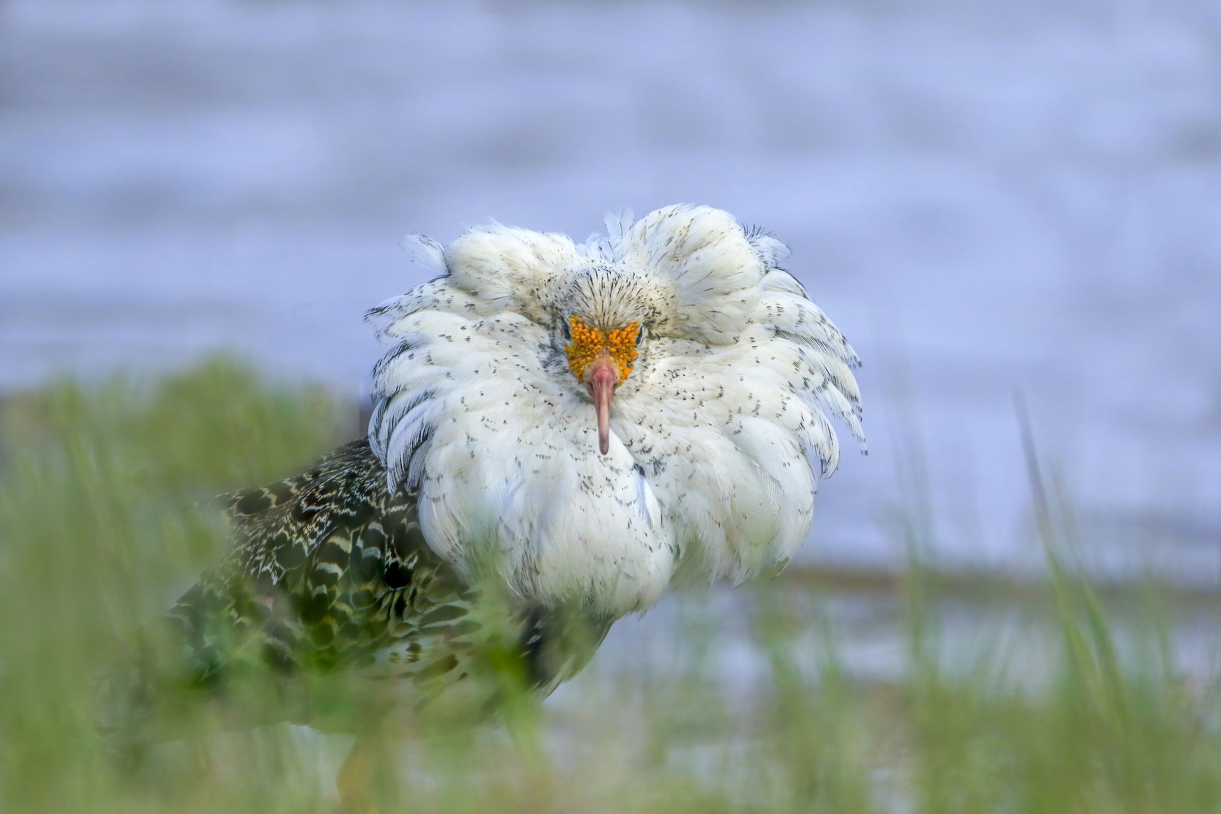 combattente in riva al lago