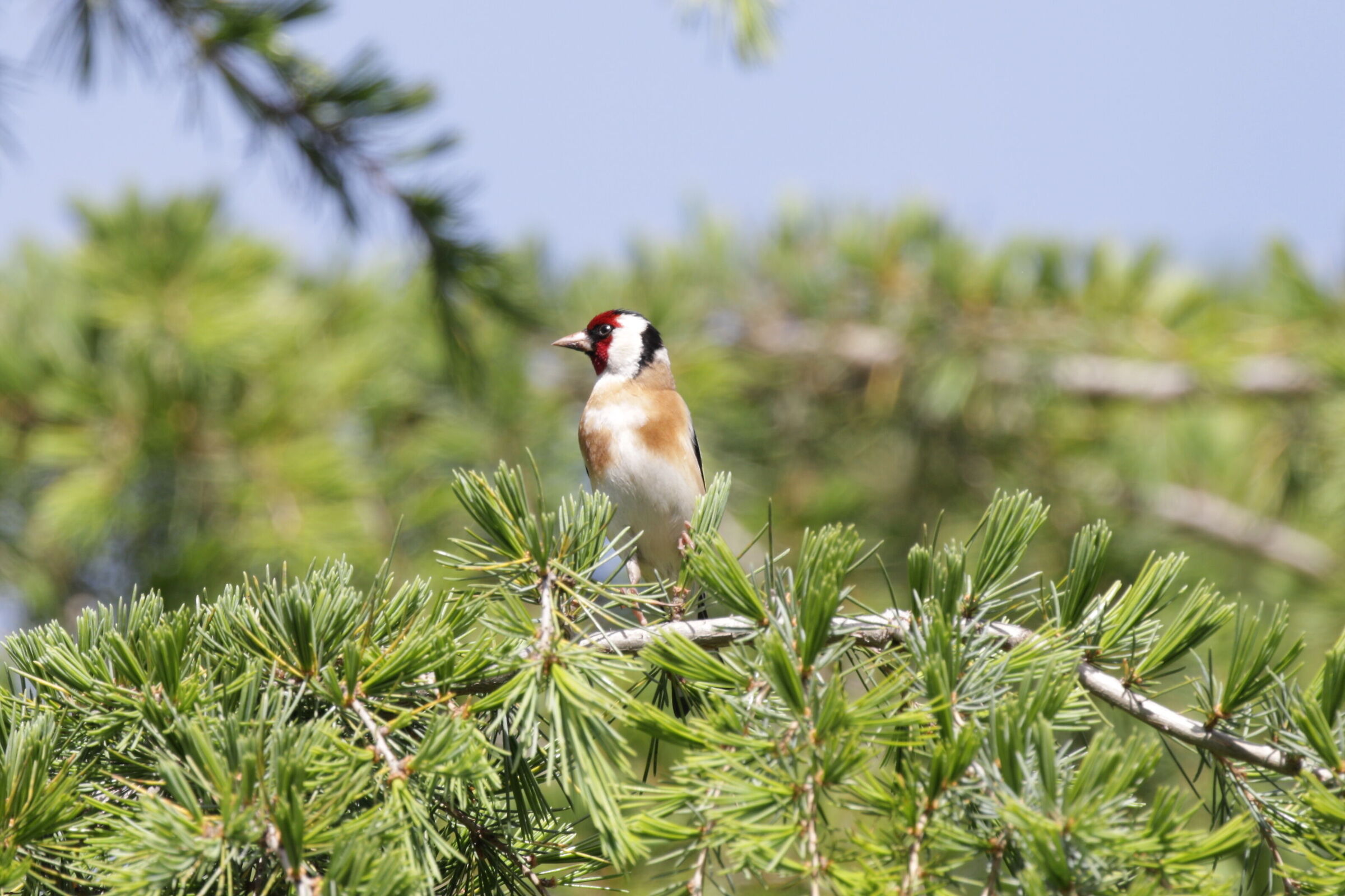 cardellino