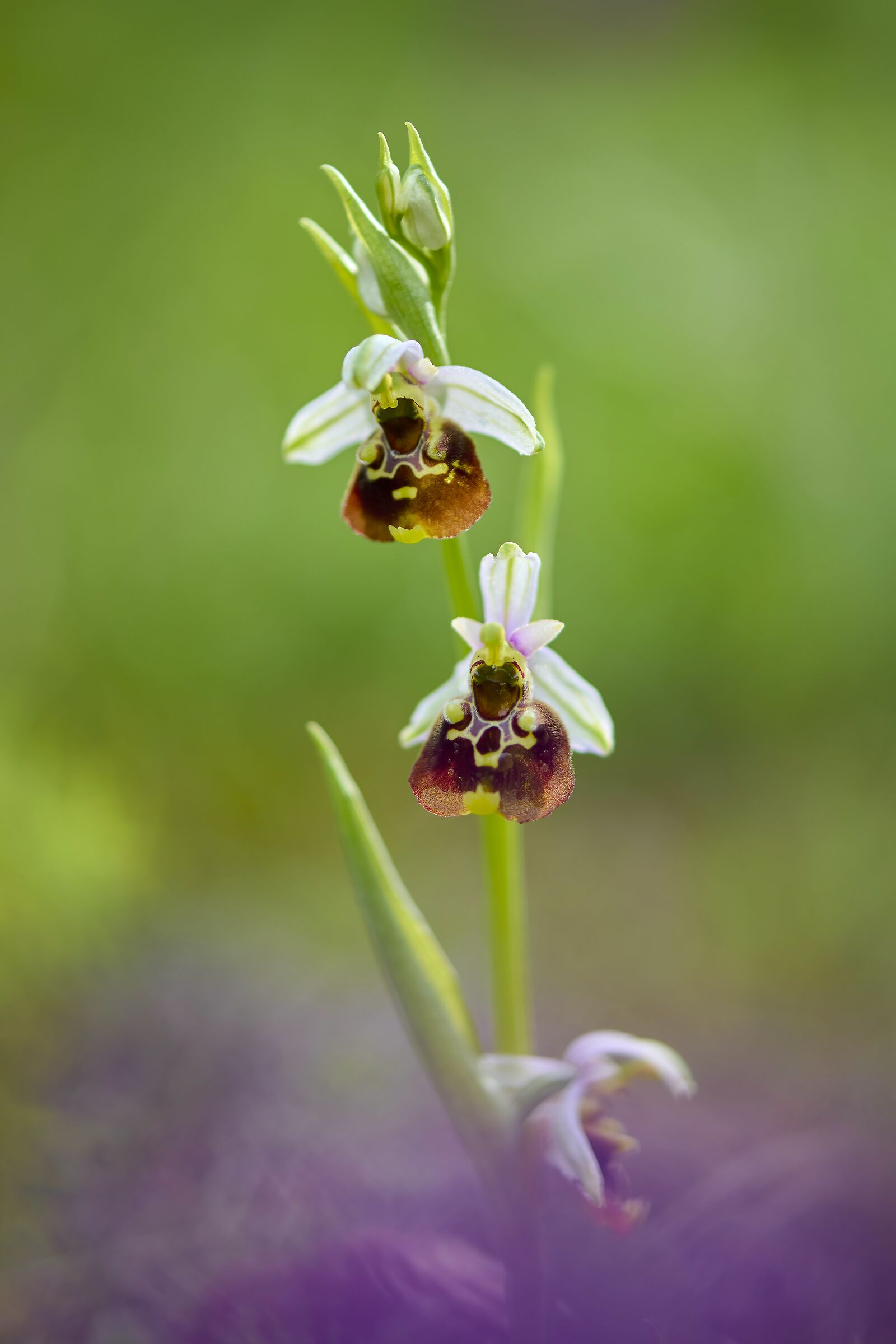 Ophrys holosoricea