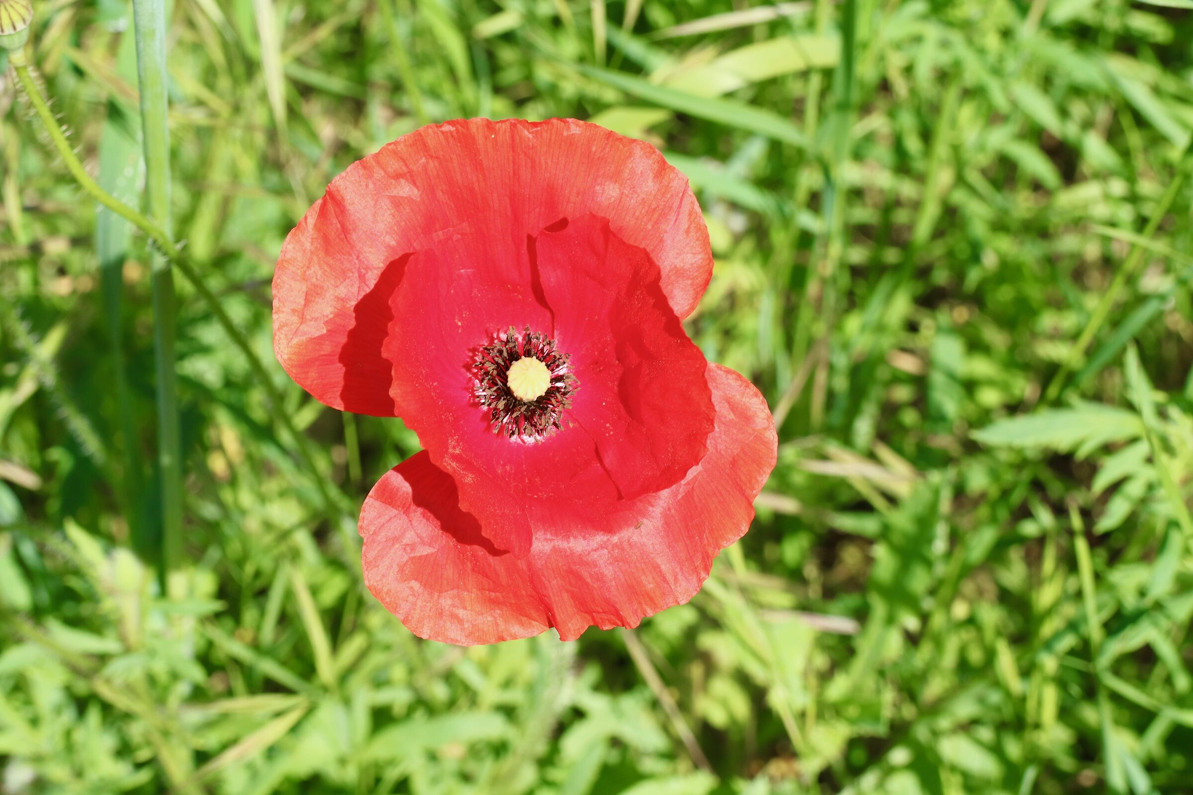 A bare poppy.