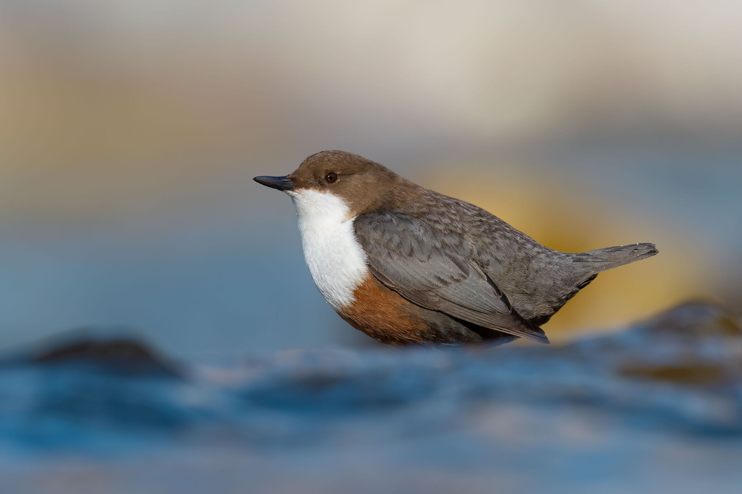 White-throated dipper