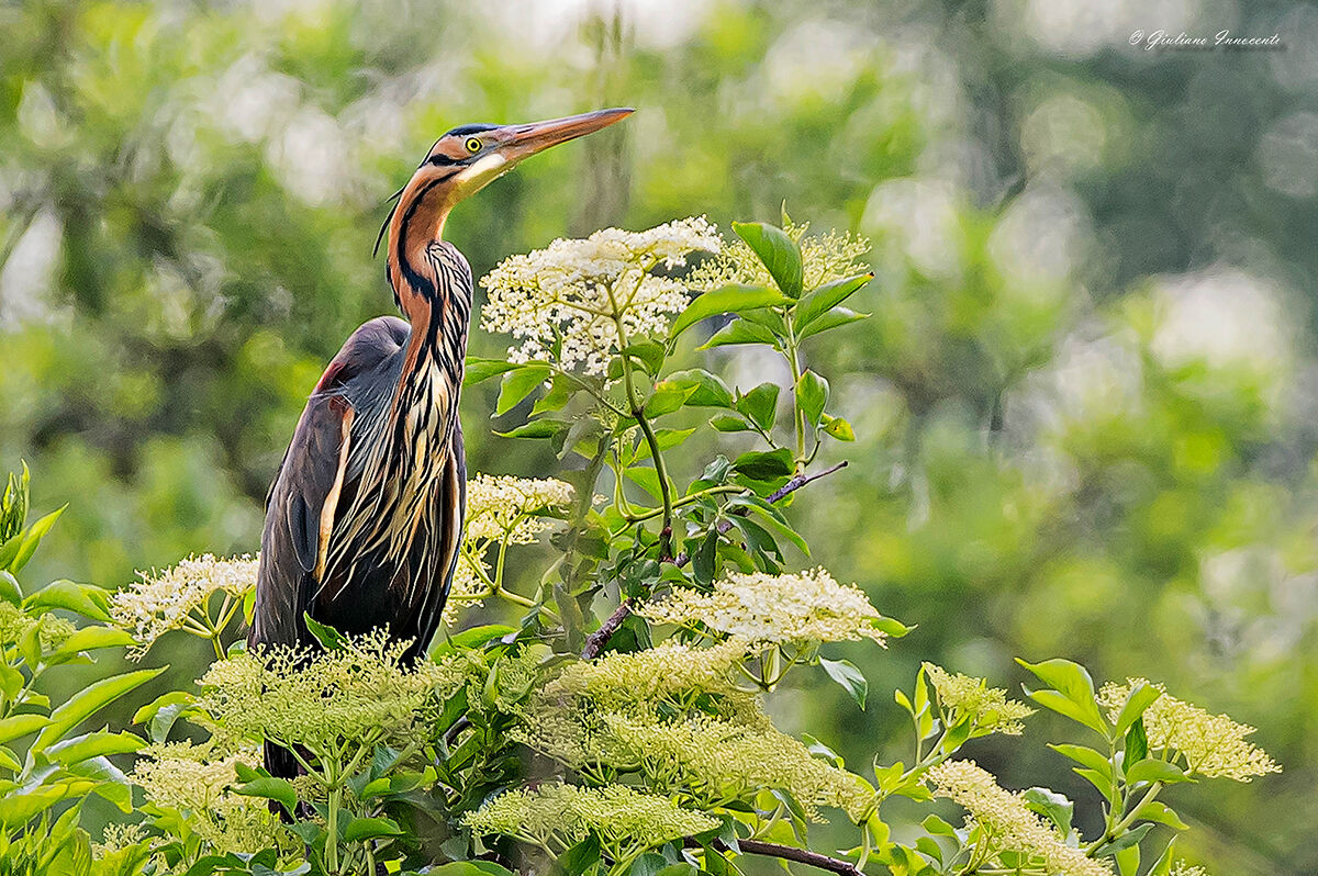 L'airone rosso in postazione