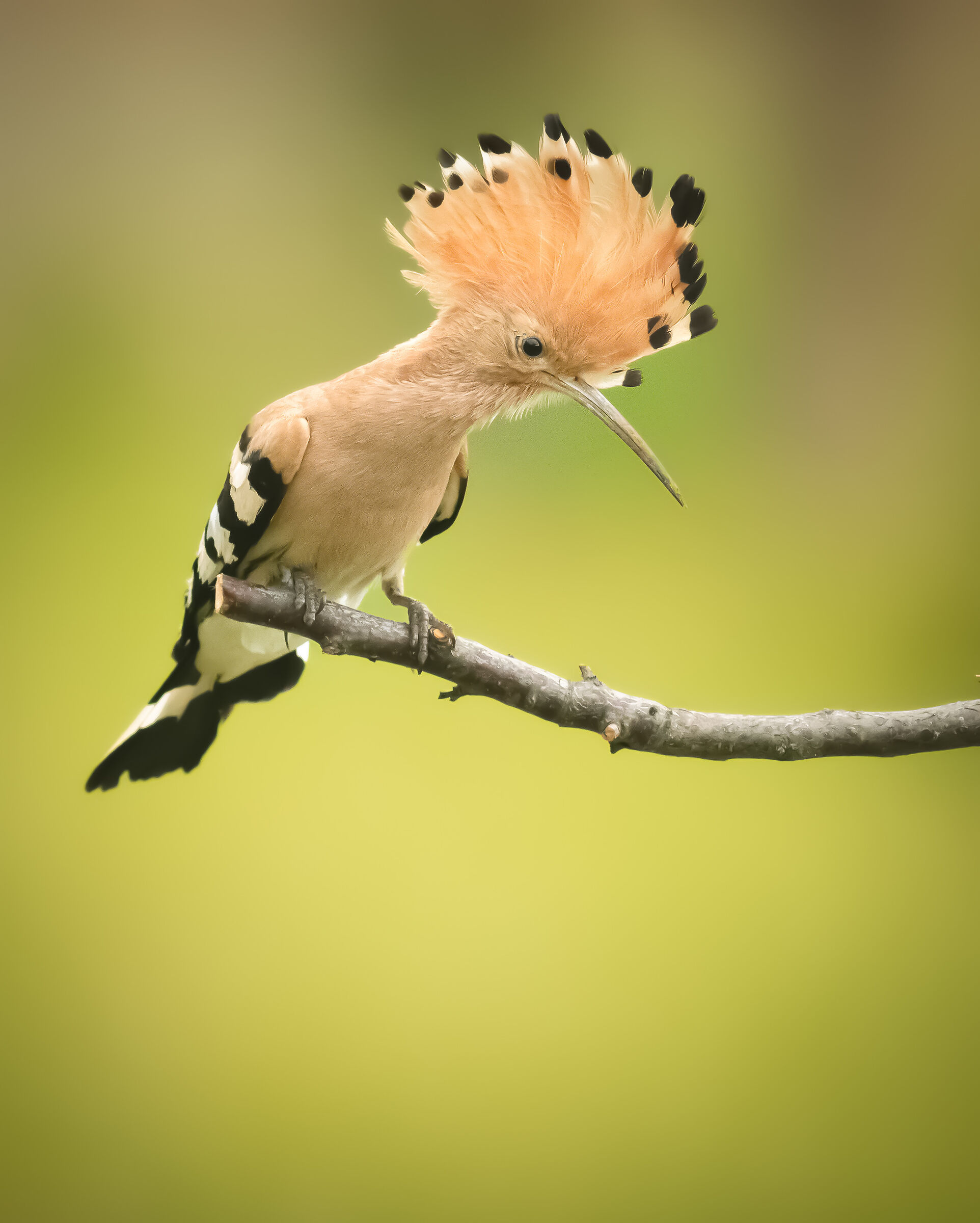 Hoopoe ISO 4500 630 mm 0.5 ev f4 1/1250