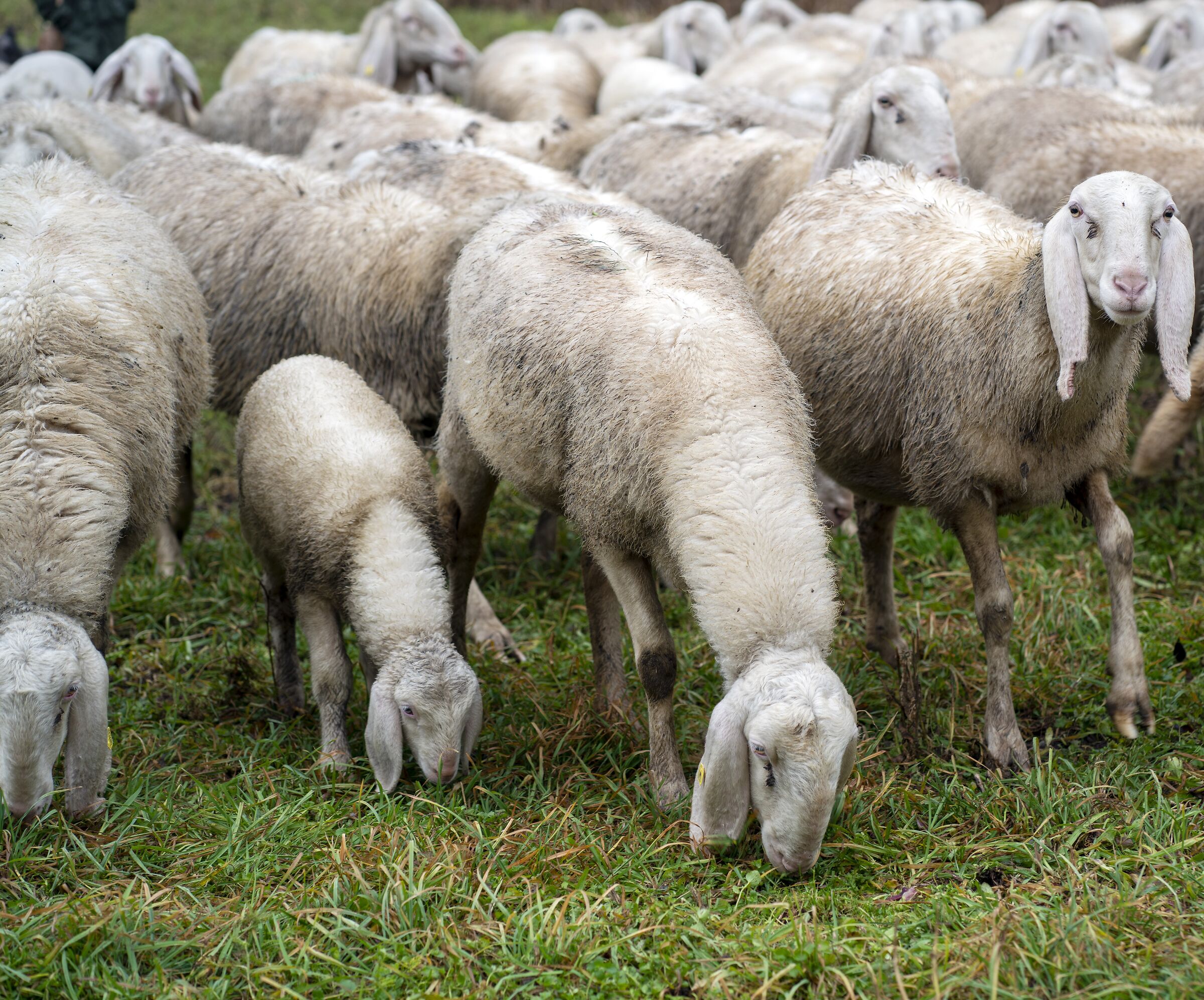 Gruppo di famiglia (allargata) in un esterno