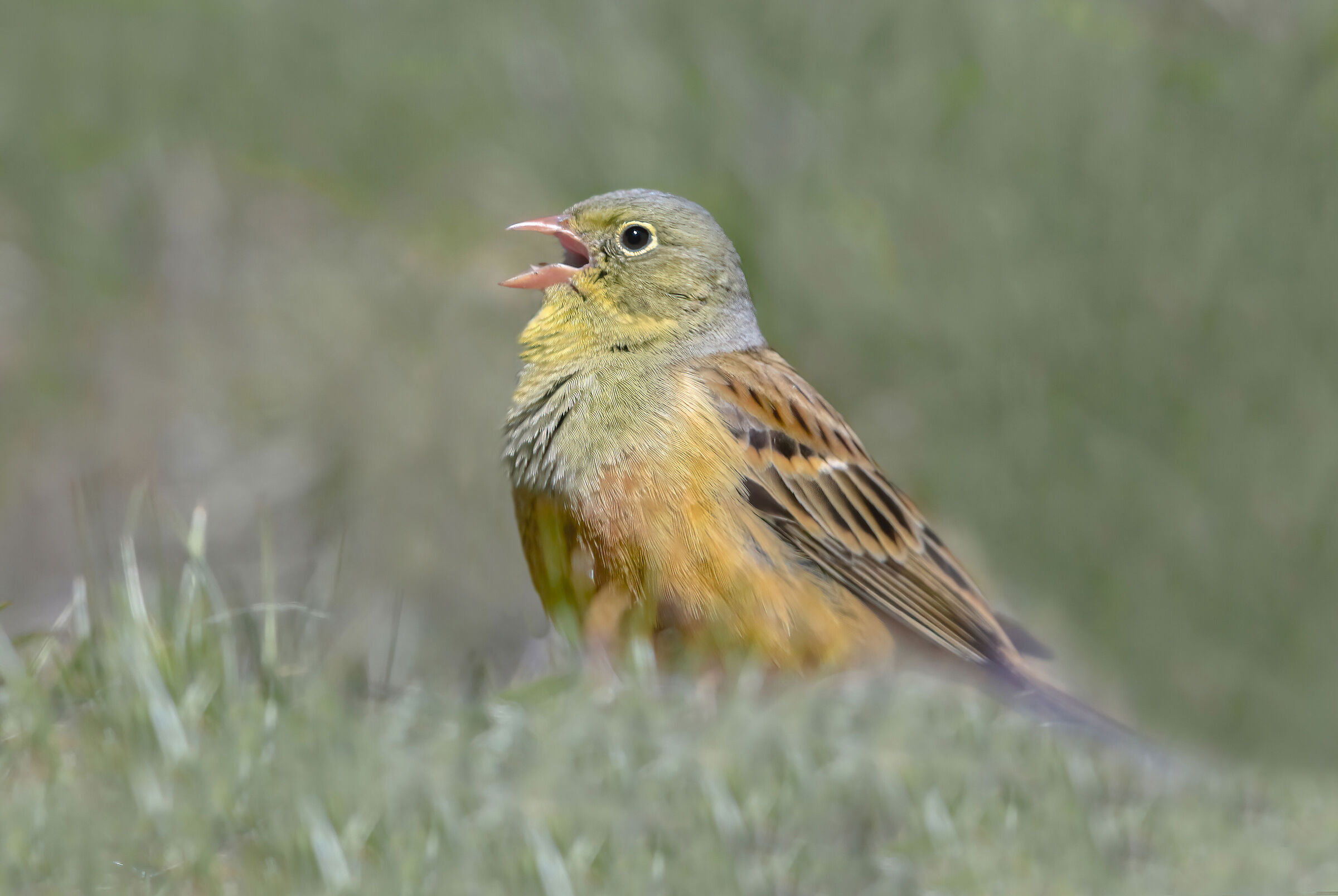 nel regno dell'ortolano