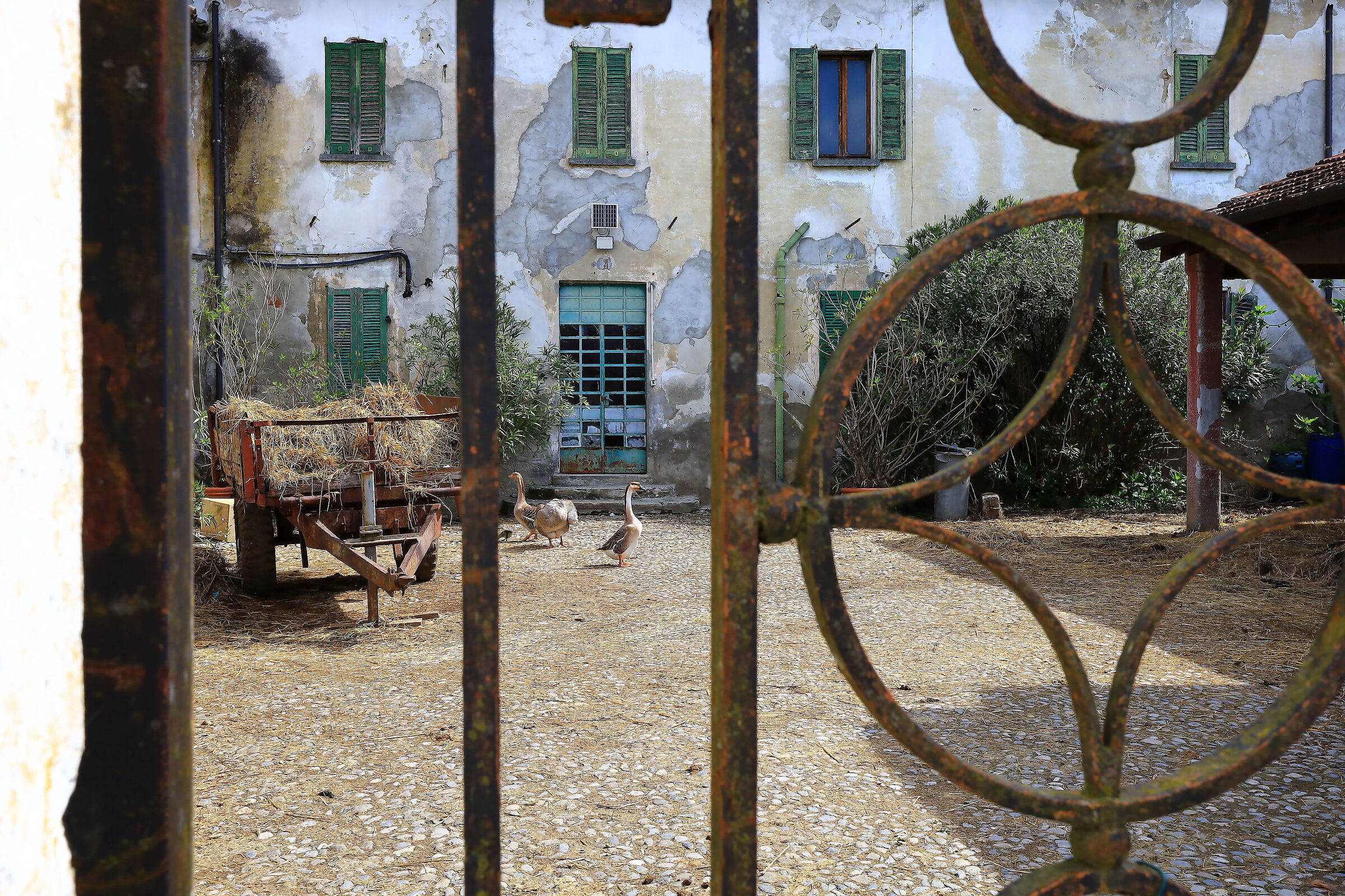 Geese of Villa Rocchetta