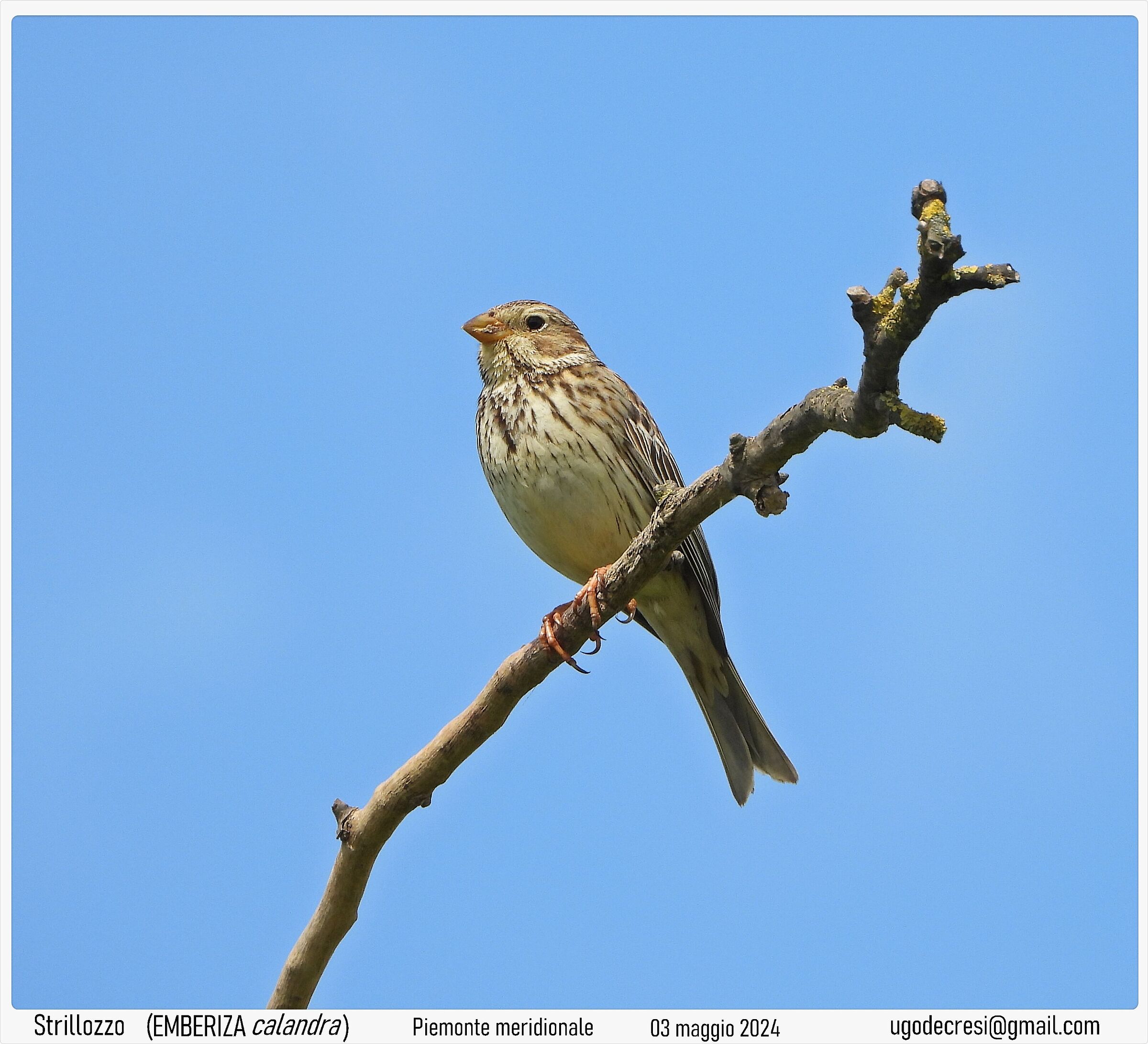 Strillozzo. emberiza calandra. Piemonte meridionale.