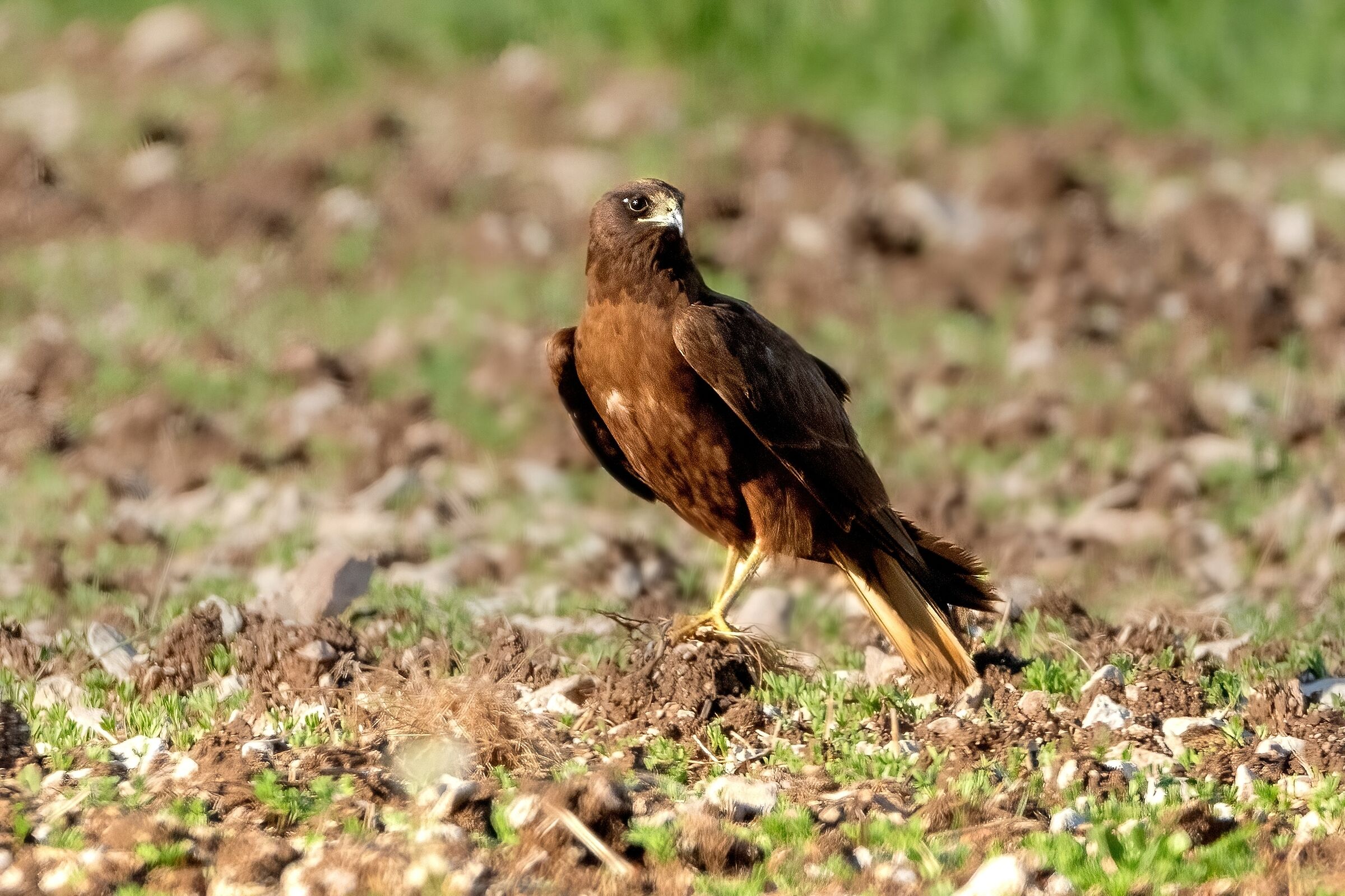 Falco di palude (Circus aeruginosus)